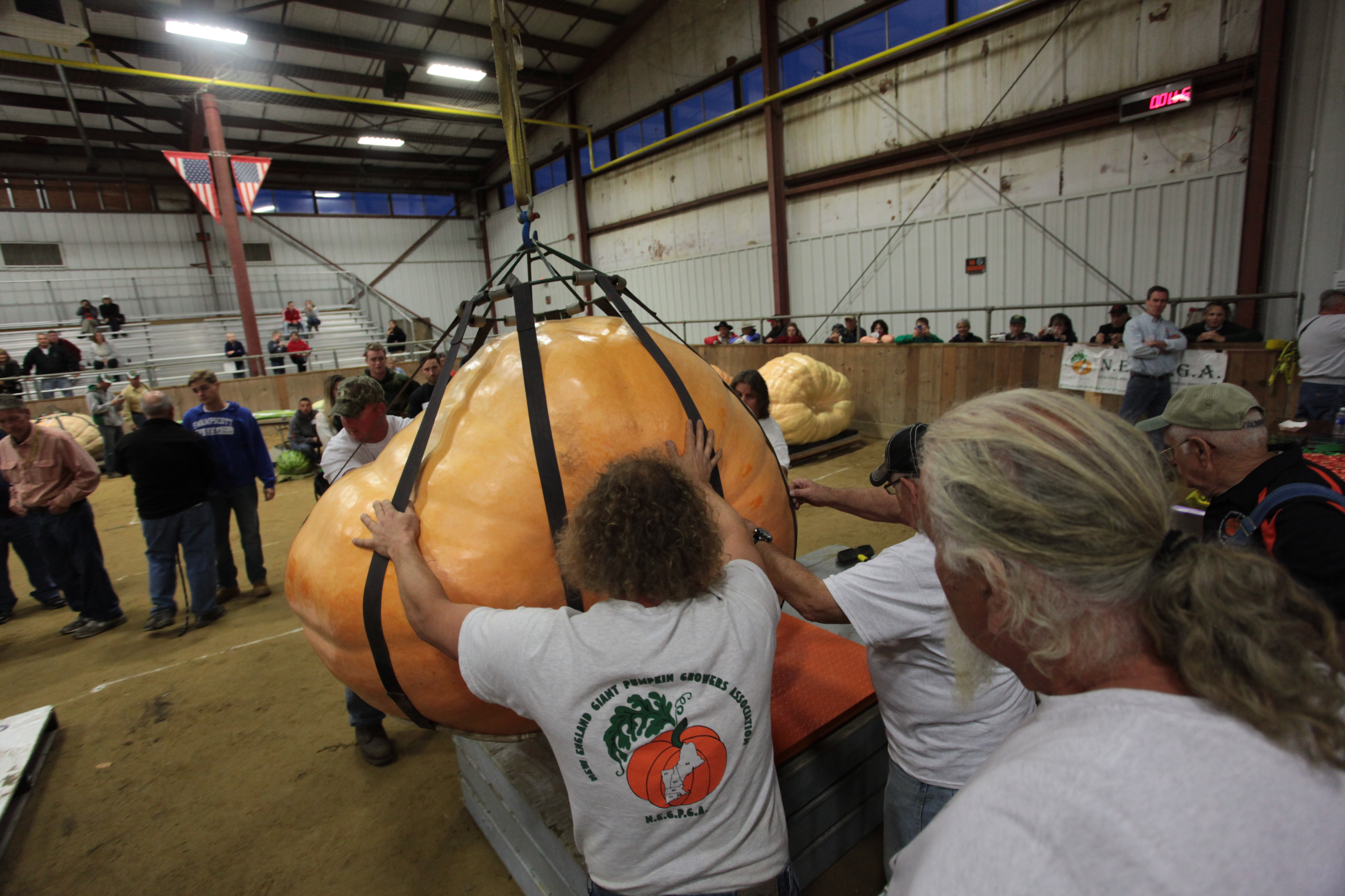 A pumpkin was cautiously moved onto a scale to be weighed in at the Topsfield Fair.