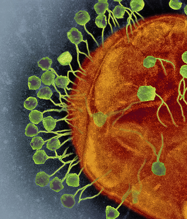 CRISPR systems help bacteria defend against viral attack (pictured here). These systems have been adapted for use as genome editing tools in human cells