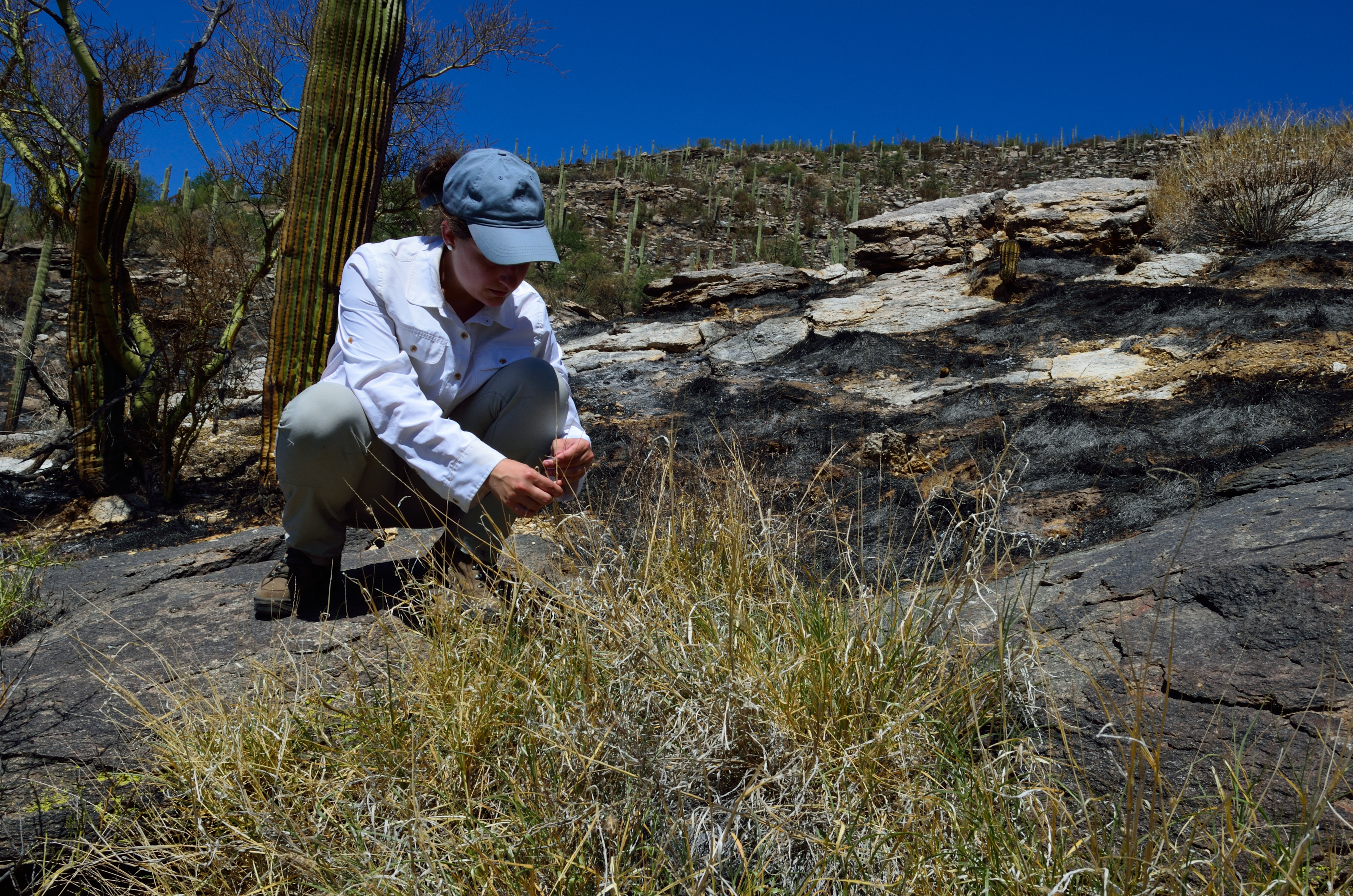 Researcher Emily Fusco examining a burned hillside of buffelgrass in Arizona.