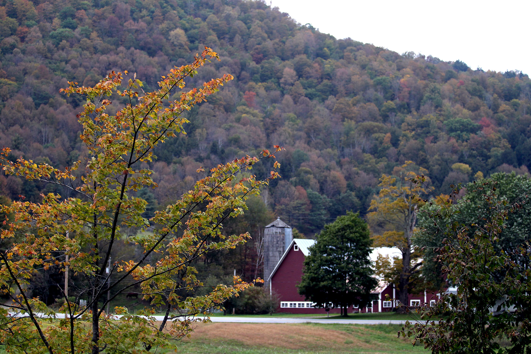 This week, in Rochester, Vt., verdant hillsides looked as if they had been sprinkled with powdered rust.