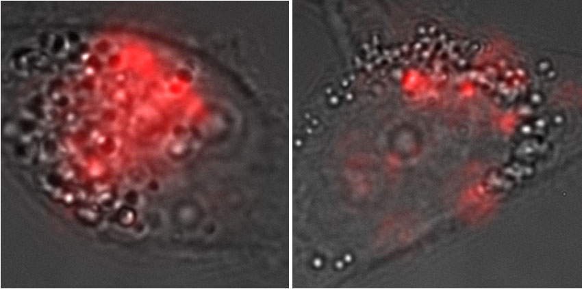 Microscopic images show the presence of carbon nanotubules in a cell run through the CellSqueeze platform (left) compared to a cell that absorbed them without squeezing.