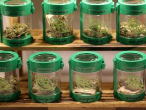 Marijuana was on display at a medical dispensary in Newton. Most likely, the only places that will have marijuana in stock in July will be some of the 22 currently operating medical dispensaries.