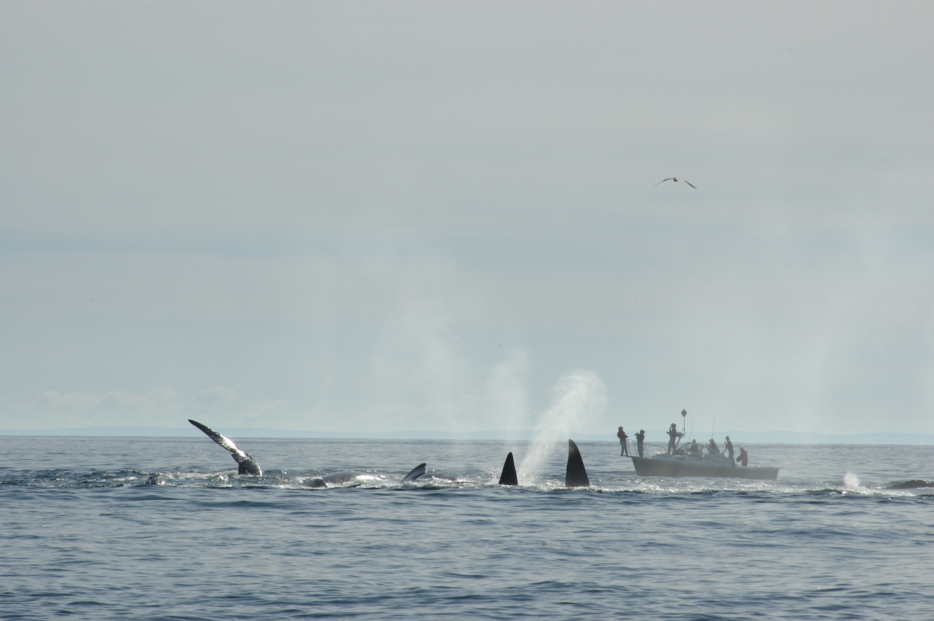 New England Aquarium researchers observe North Atlantic right whales in the Bay of Fundy.