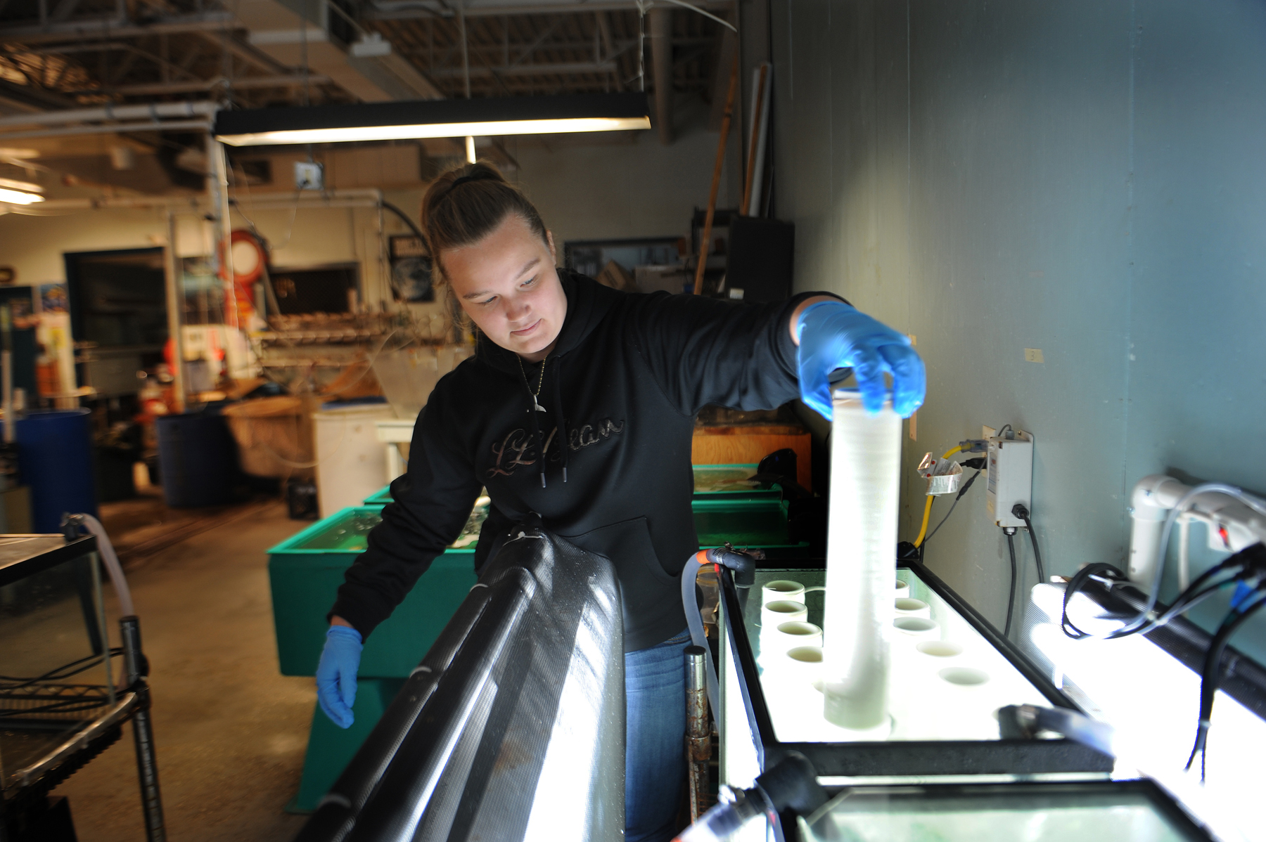 Emily Johnson rotates kelp spores at the lab at Southern Maine Community College.