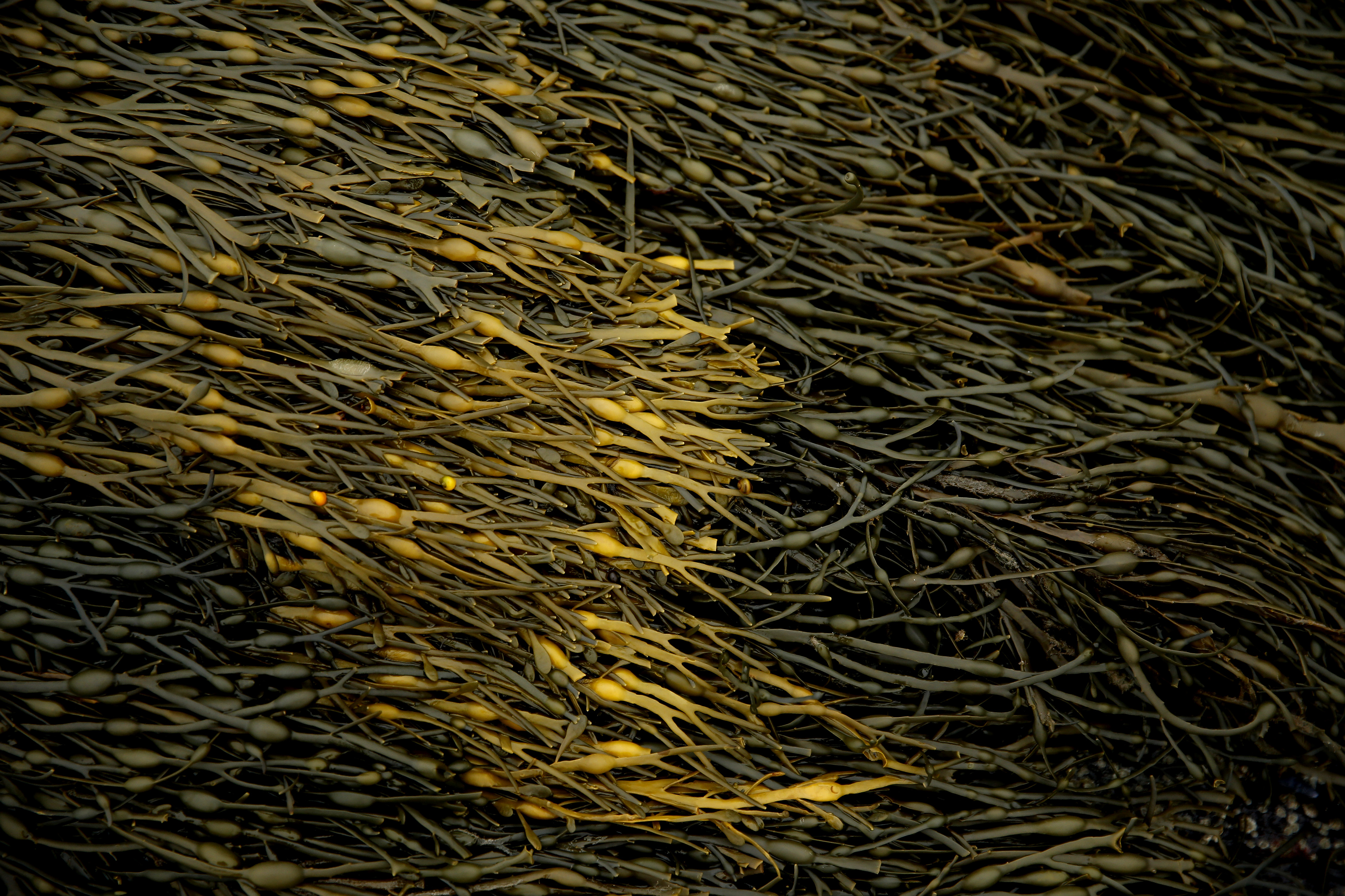 Rockweed along Jeffrey Parent’s shoreline in Waldoboro, Maine.