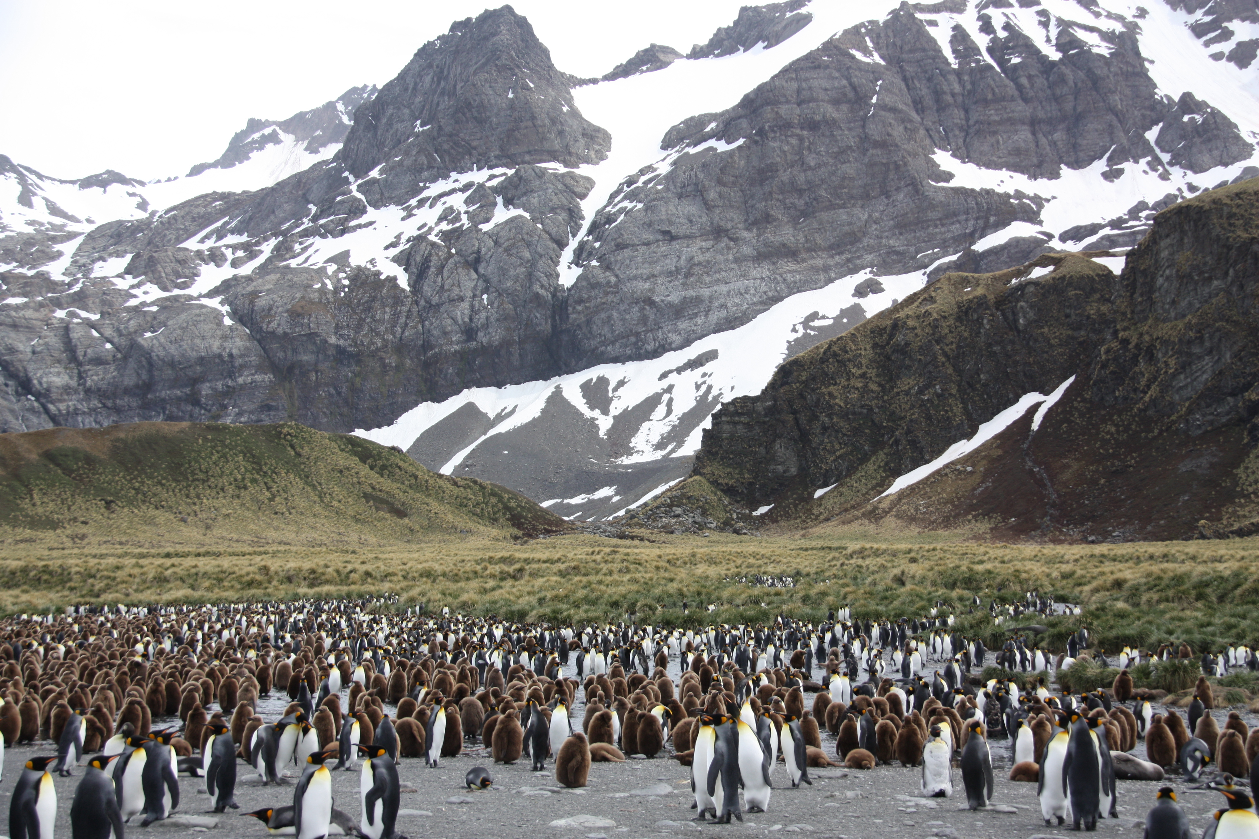 Scenic wildlife in Antarctica.