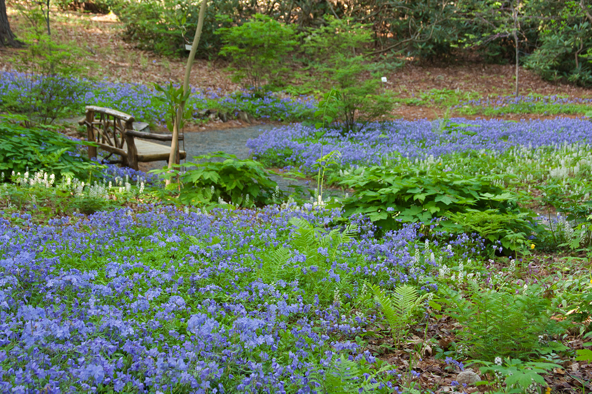 The Woodland Garden at the Native Plant Trust’s Garden in the Woods in Framingham features wild blue phlox and foam-flower during spring.