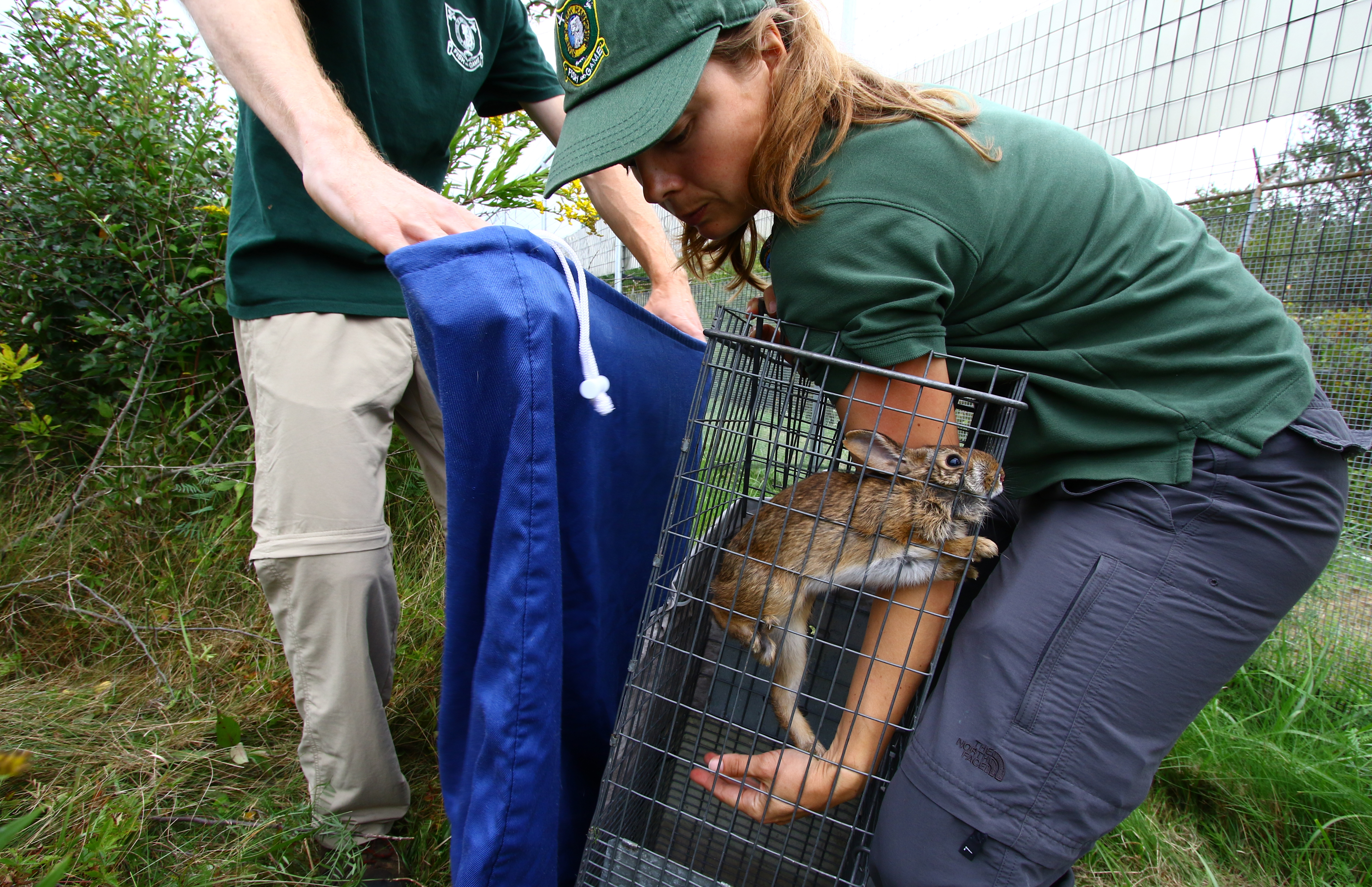 New Hampshire wildlife biologist Heidi Holman and technician Tyler Mahard corralled a New England cottontail from its enclosure at the Great Bay National Wildlife Refuge.