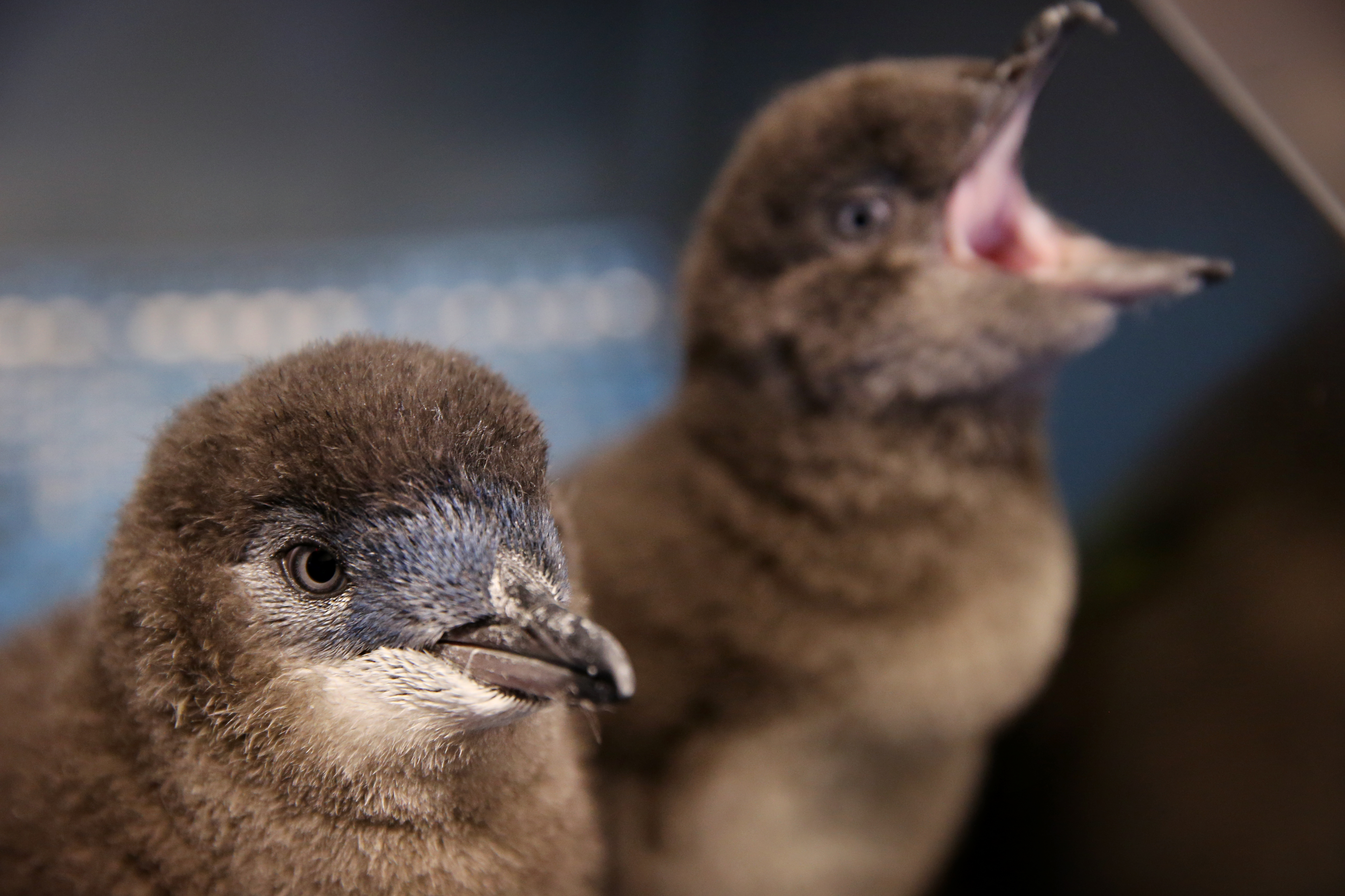 Boston, MA- April 17, 2018: Penguin biologist Julie Larson displays a pair of little blue penguin chicks at the New England Aquarium in Boston, MA on April 17, 2018. (Four little blue penguin chicks have been hatched at the NE Aquarium. Little blues are the smallest of all penguin species and can be found in Australia and New Zealand. They will eventually join the more than 90 penguins of three different species that call the New England Aquarium home.) (Craig F. Walker/Globe Staff) section: sports reporter: