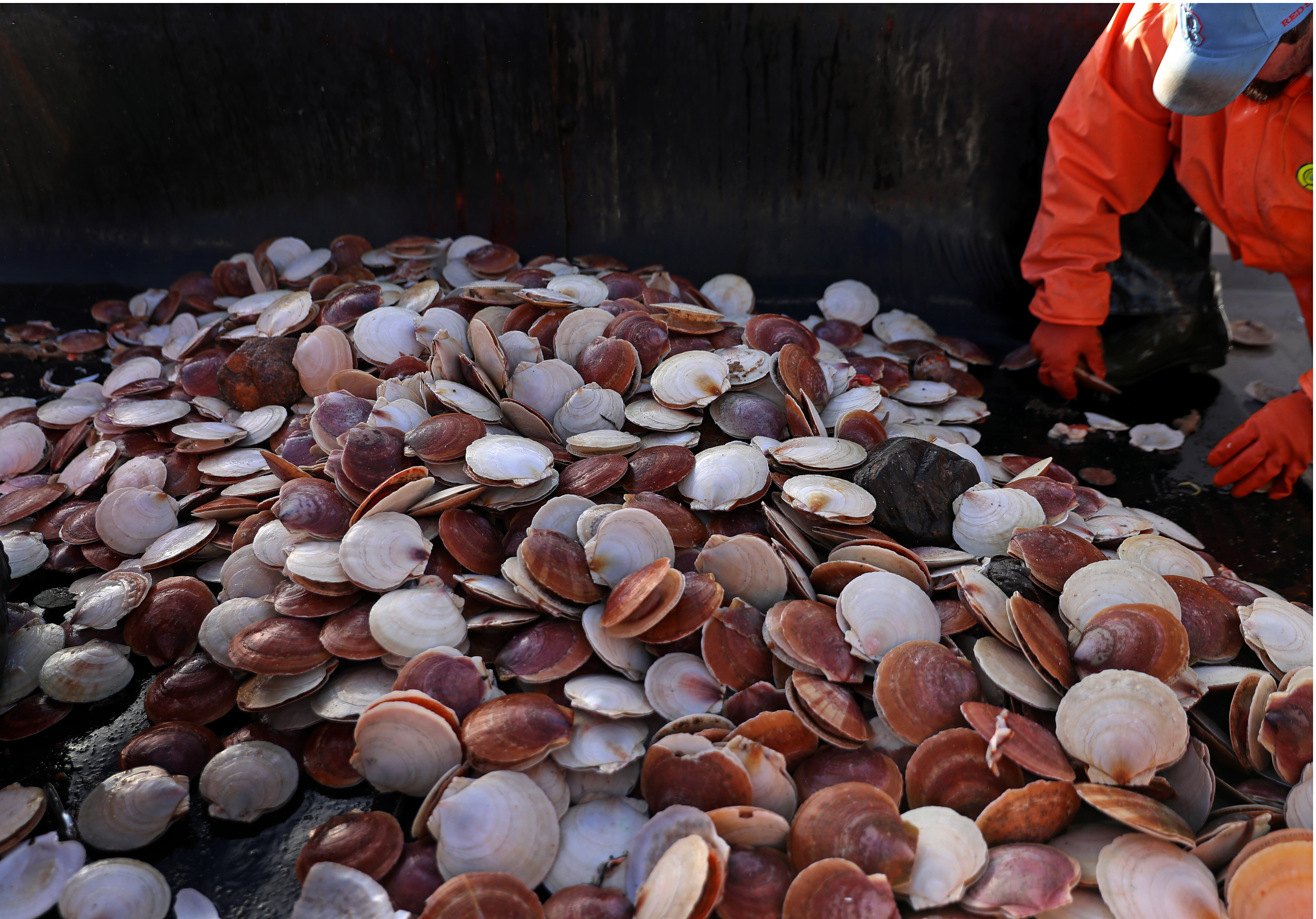 On board the 45-foot Overkill Time, crew member Harlan Simmons worked with scallops just dredged up from the sea.