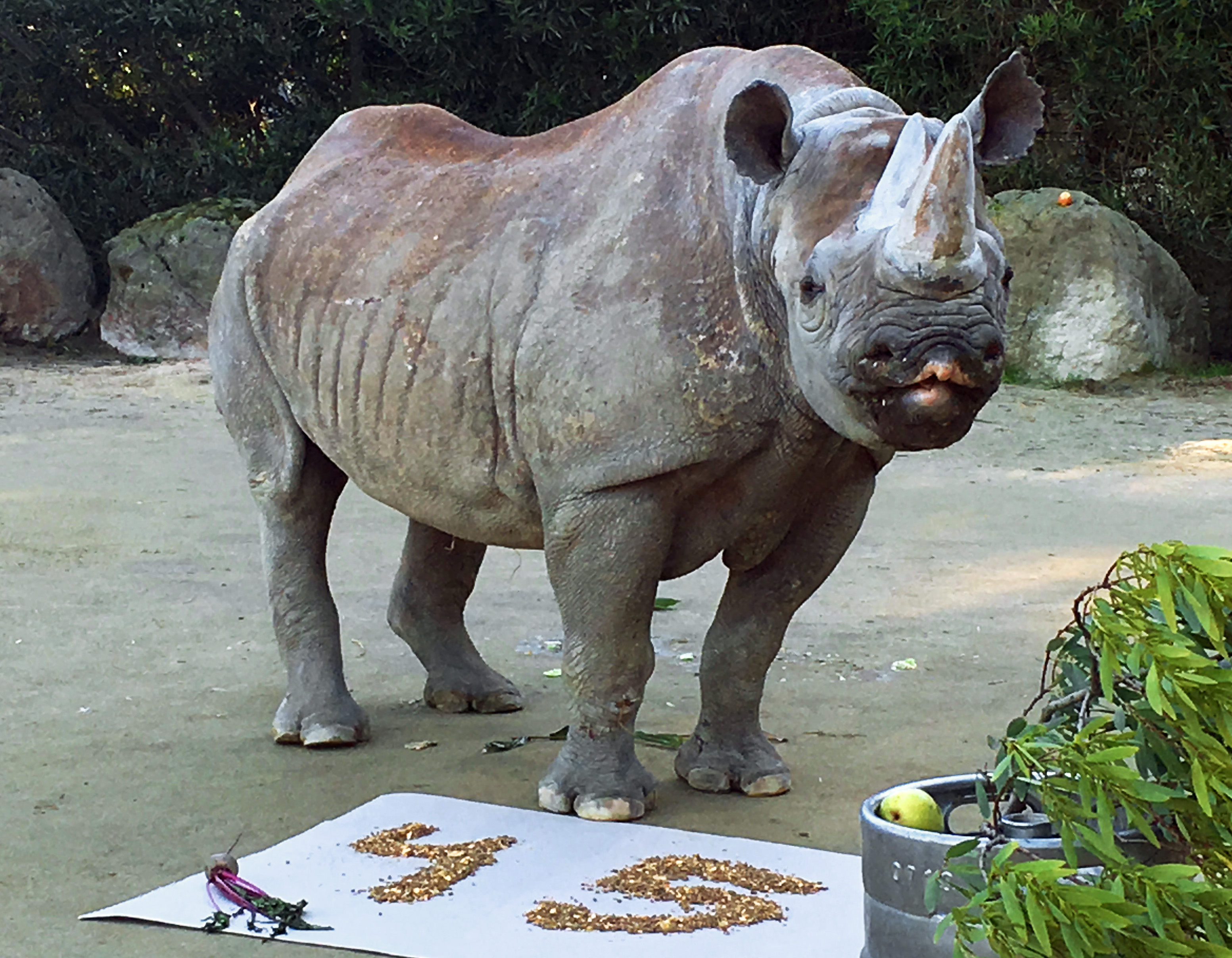 North America’s oldest black rhino celebrates 45th birthday The