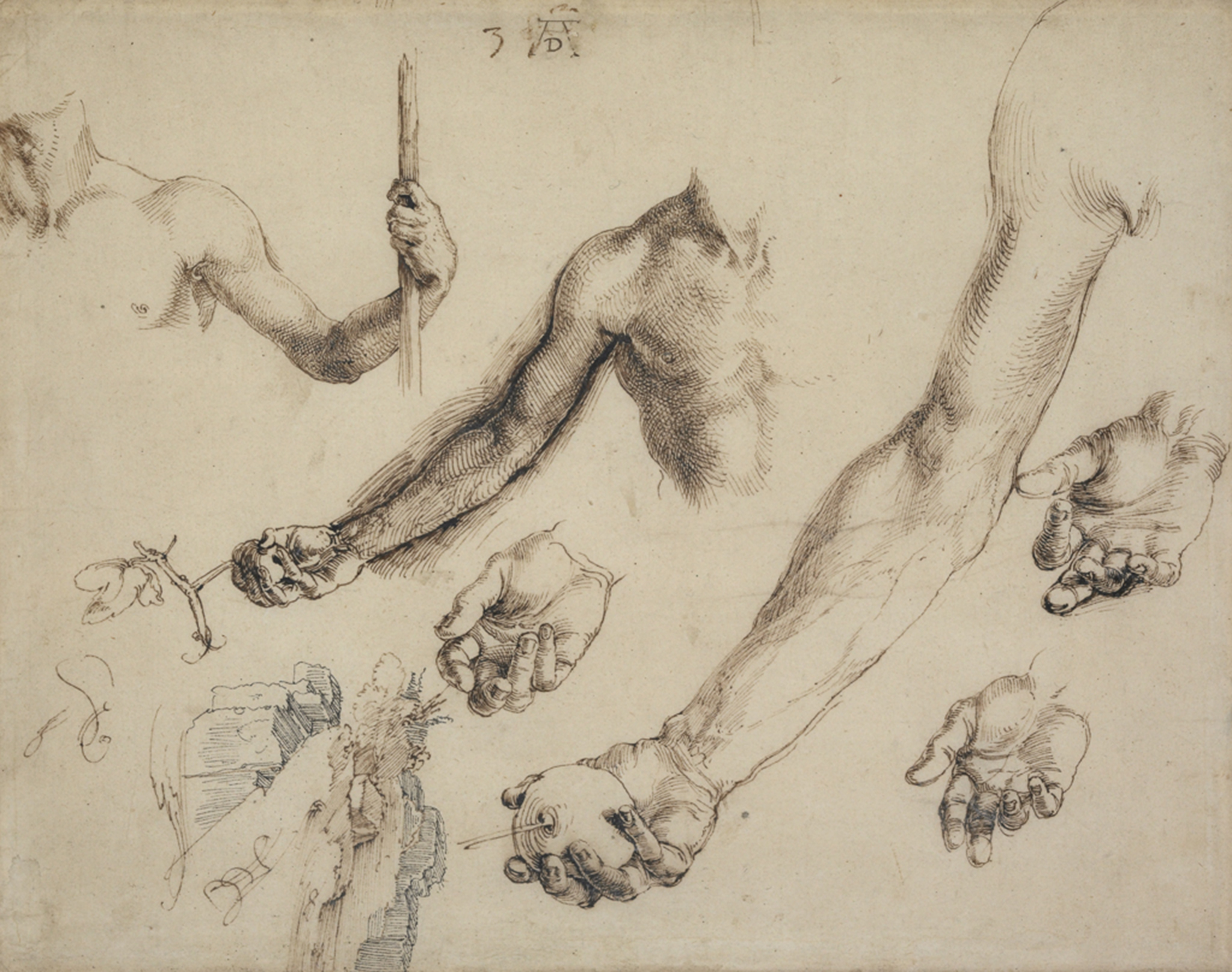 Albrecht Durer’s “Studies for Adam and Eve.’’