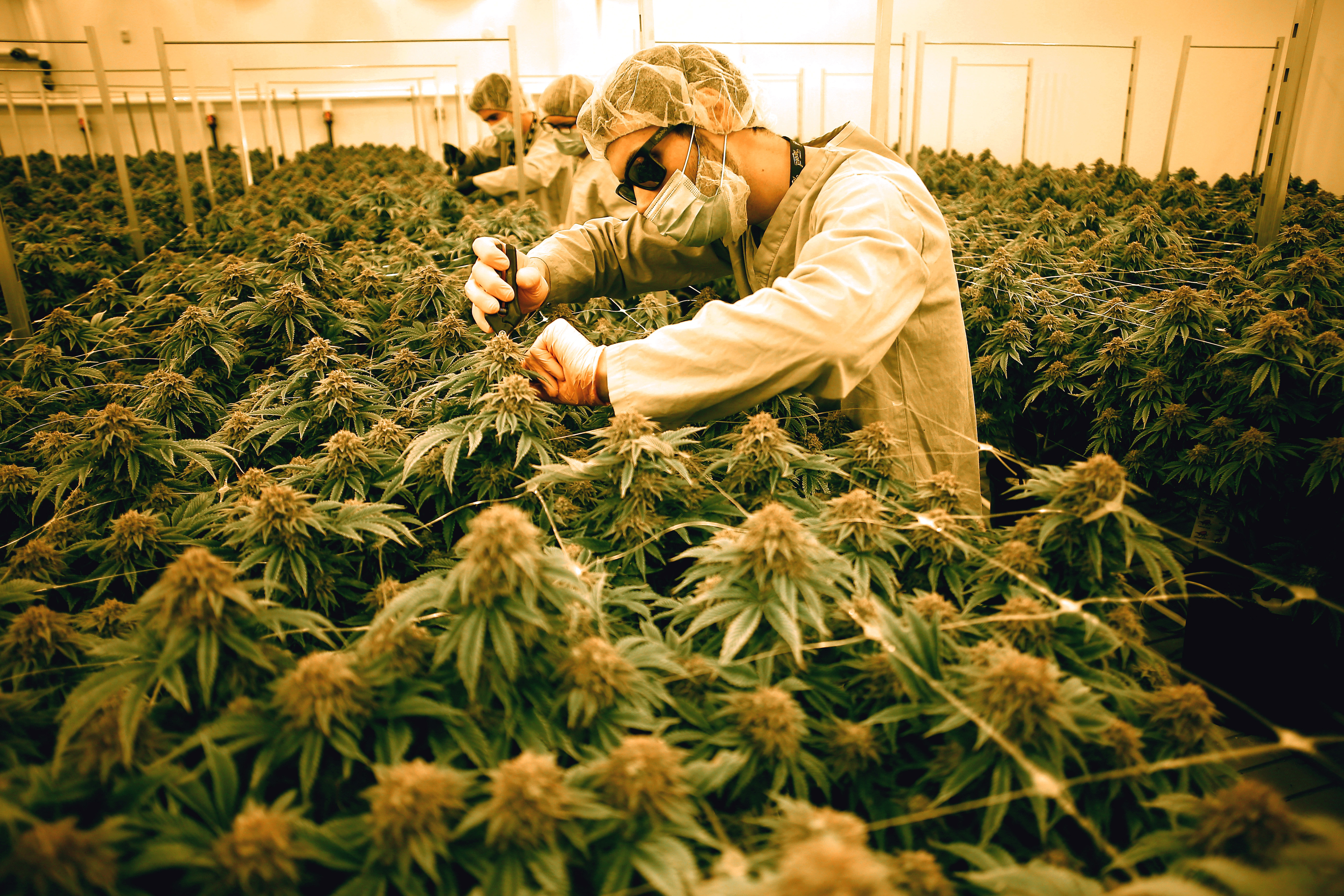 Employees trimmed leaves from marijuana plants at the Canopy Growth Corp. headquarters in Smiths Falls, Ontario.
