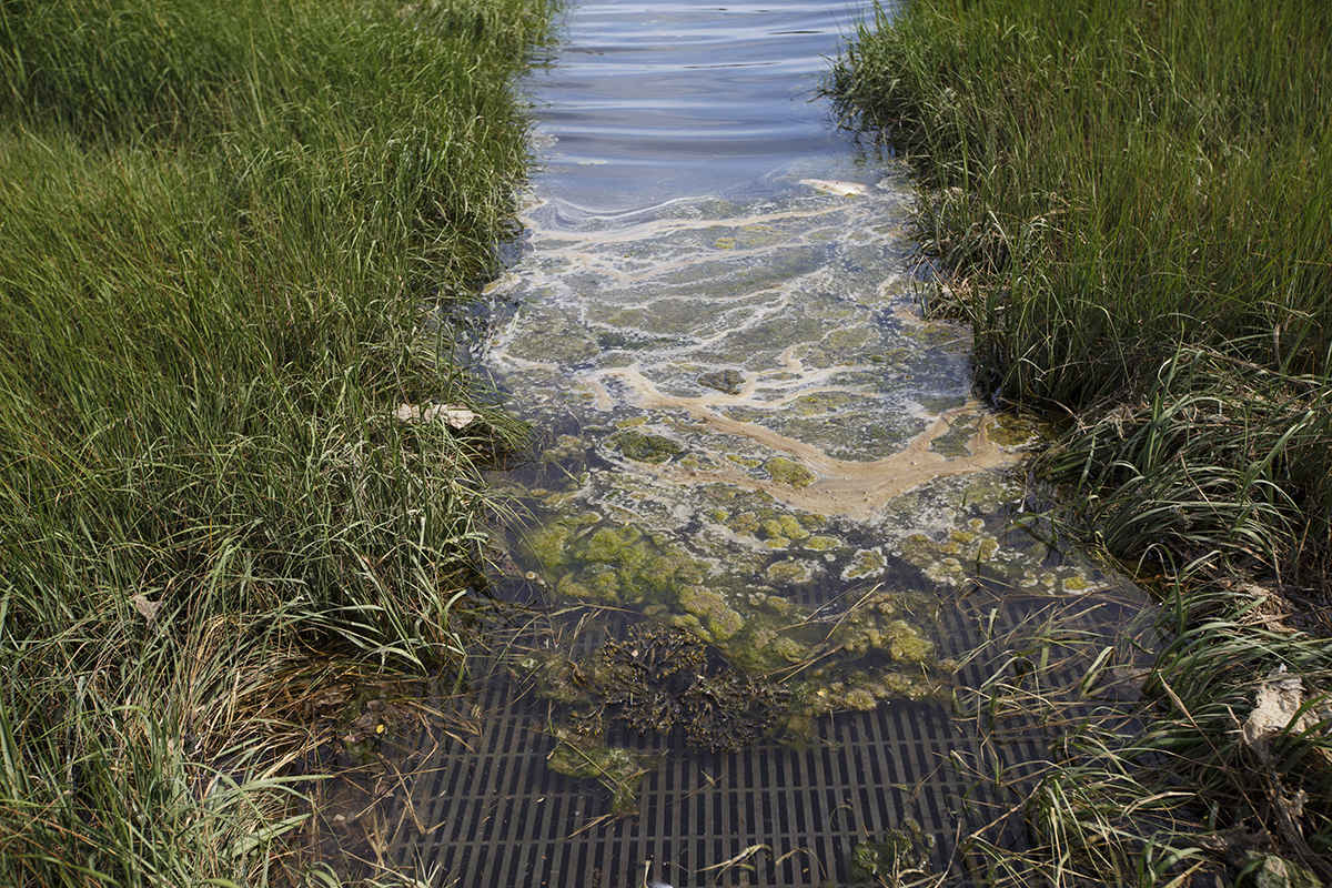 Algae growth from storm runoff at Eastham’s Salt Pond.