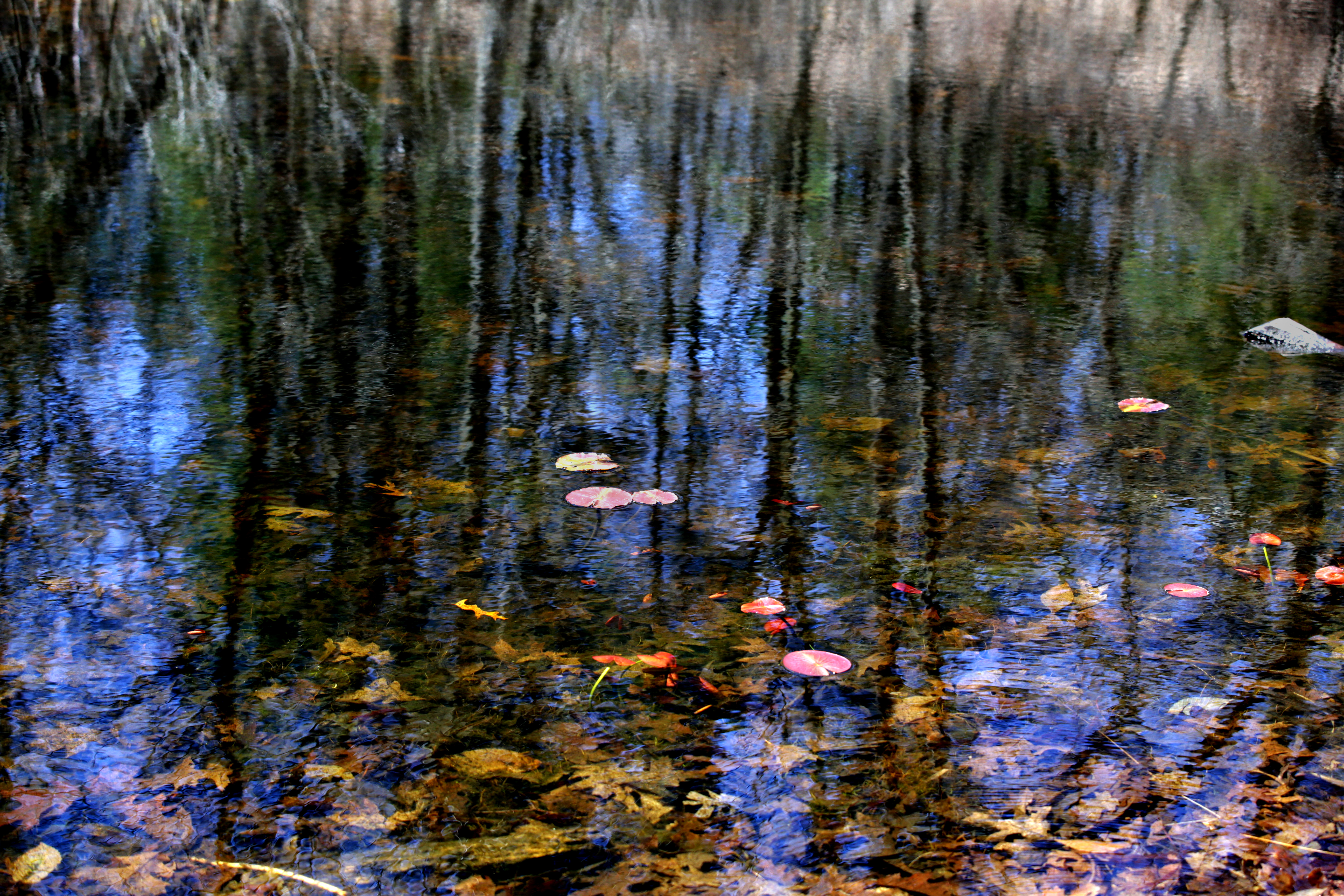 Water reflects on a pond Garden in The Woods.