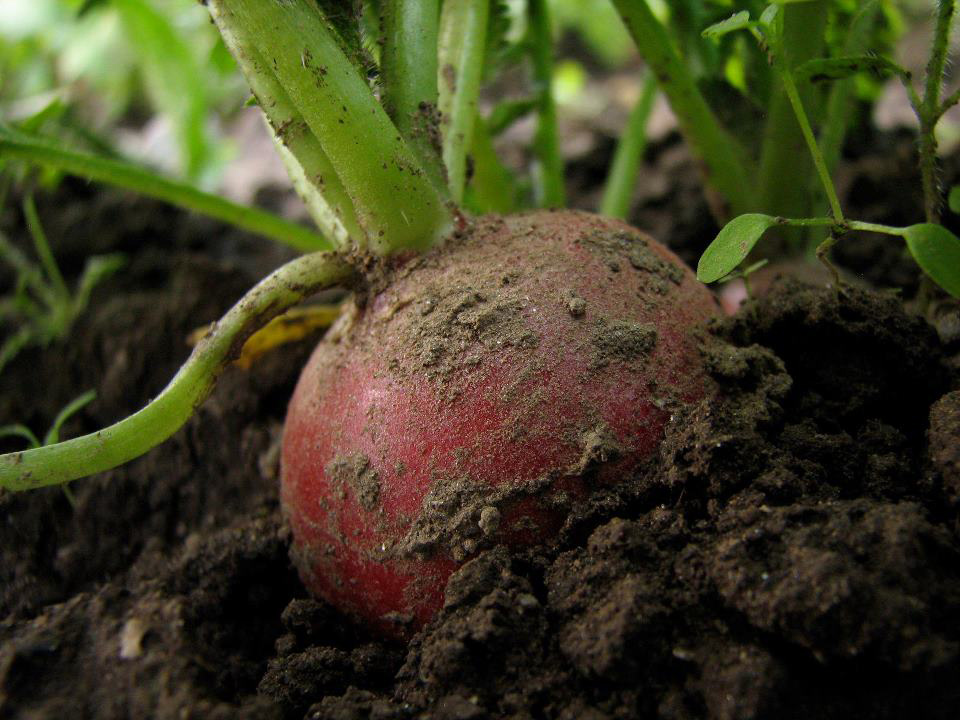 A beet grown on City Grower's Blue Hill Avenue Farm.
