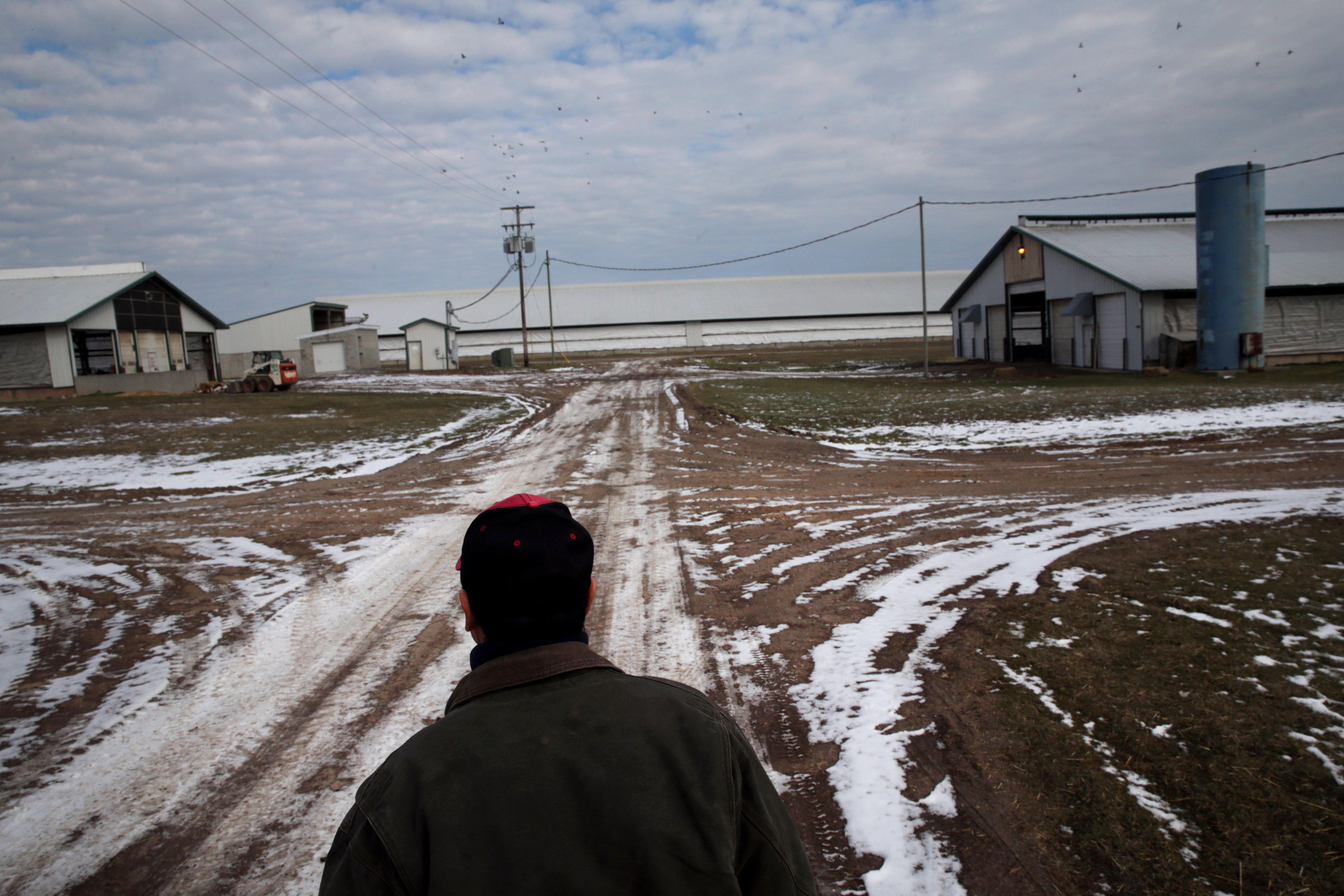 Sergio, from Mexico, is among thousands of immigrants at work on US dairy farms.