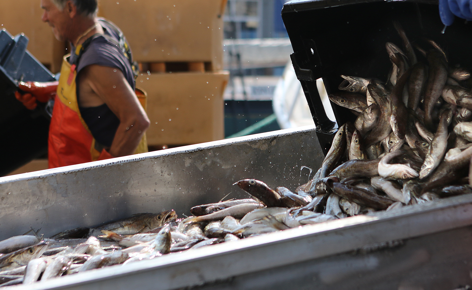 Something fishy in the quotas? The Boston Globe