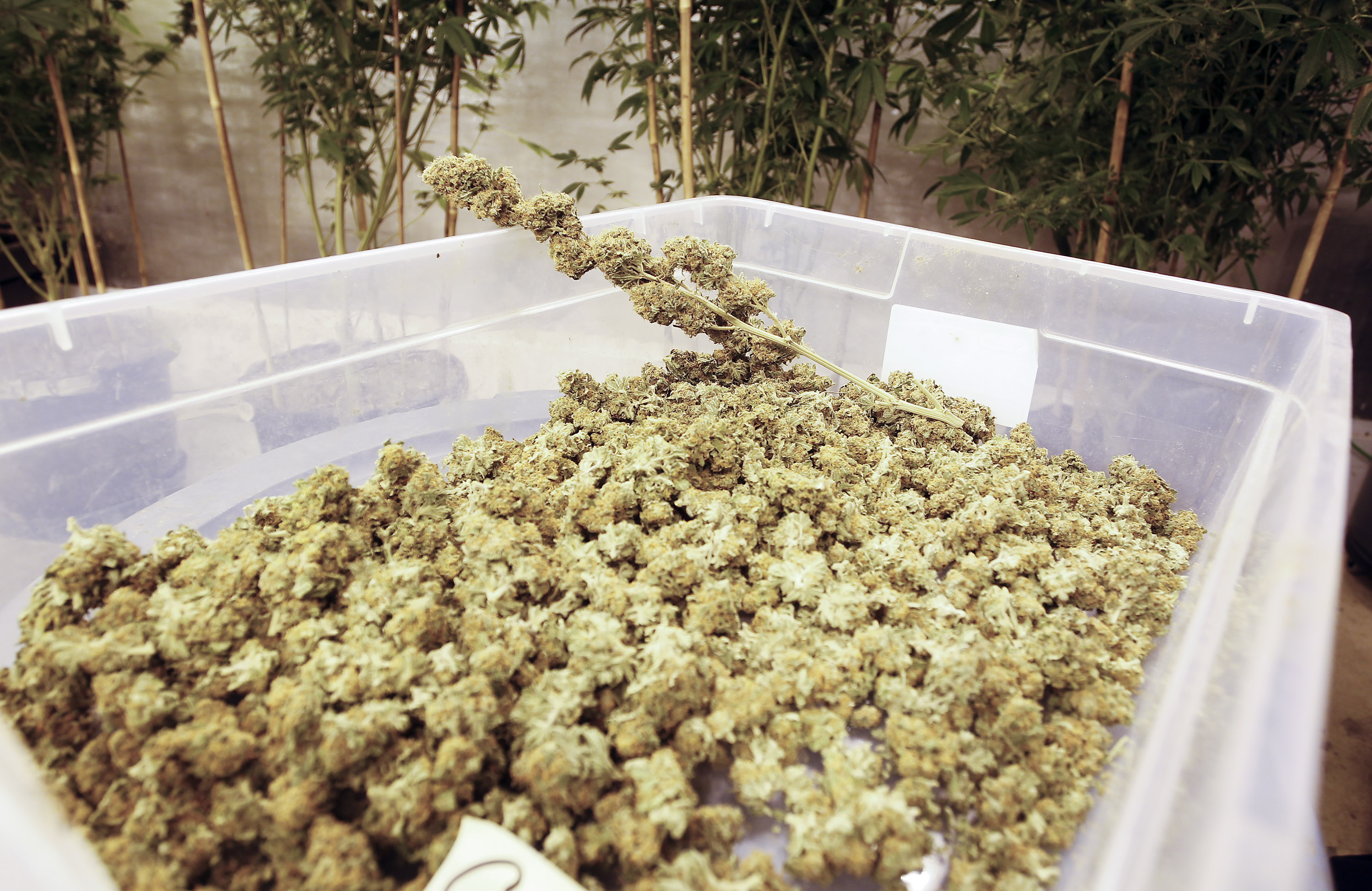 One of the biggest challenges for the first Massachusetts dispensaries will simply be keeping marijuana in stock. Pictured: The product at the Greenleaf Compassionate Care Center in R.I.