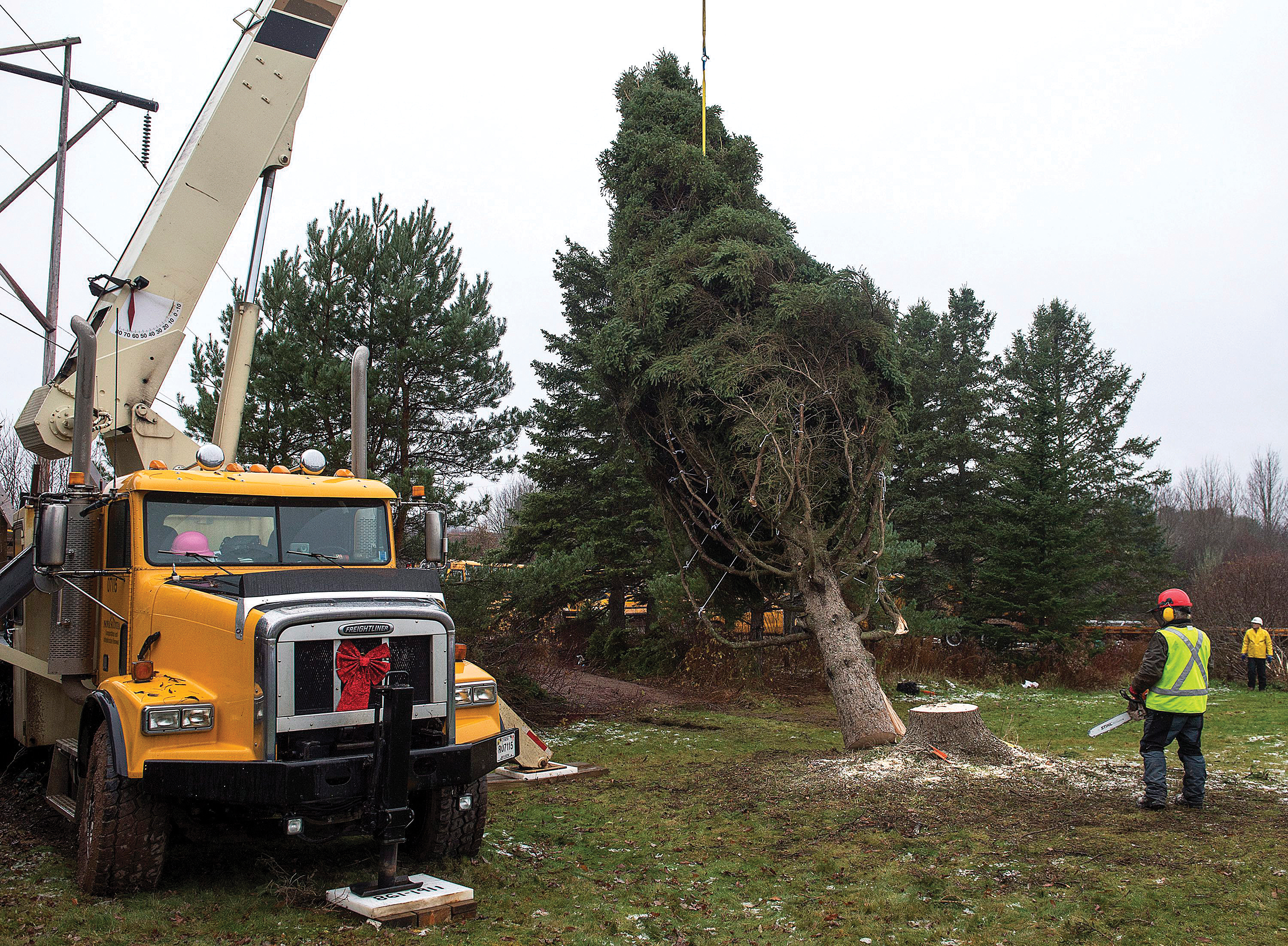 Workers cut down the 43-foot-tall white spruce Halifax sent to Boston in 2014.