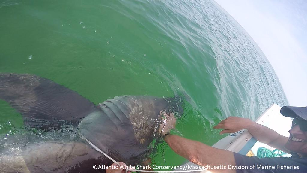Officials resuscitated a great white shark that washed up on South Beach in Chatham.
