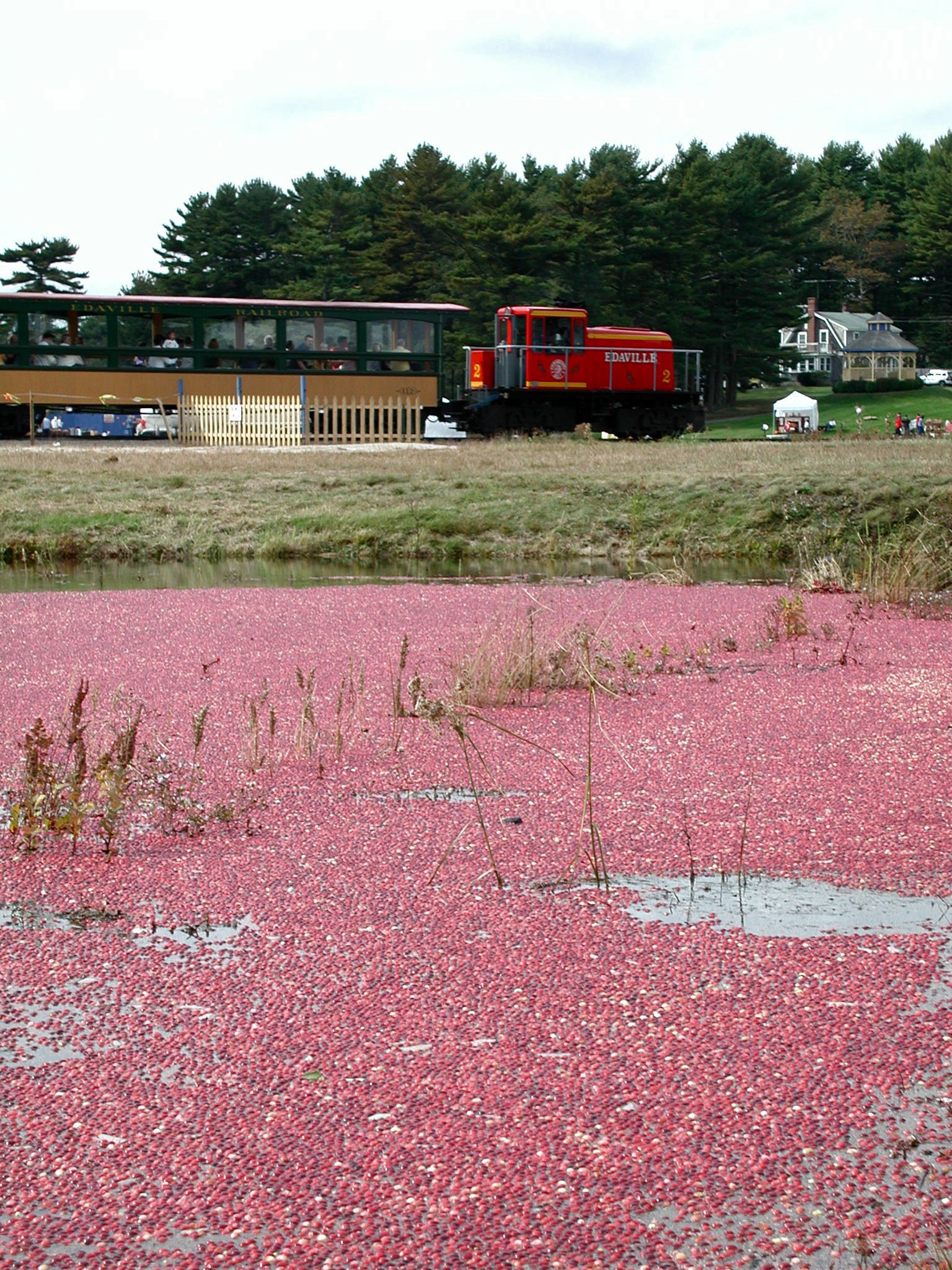 Cranberry bogs provide seasonal color at the Carver amusement park.