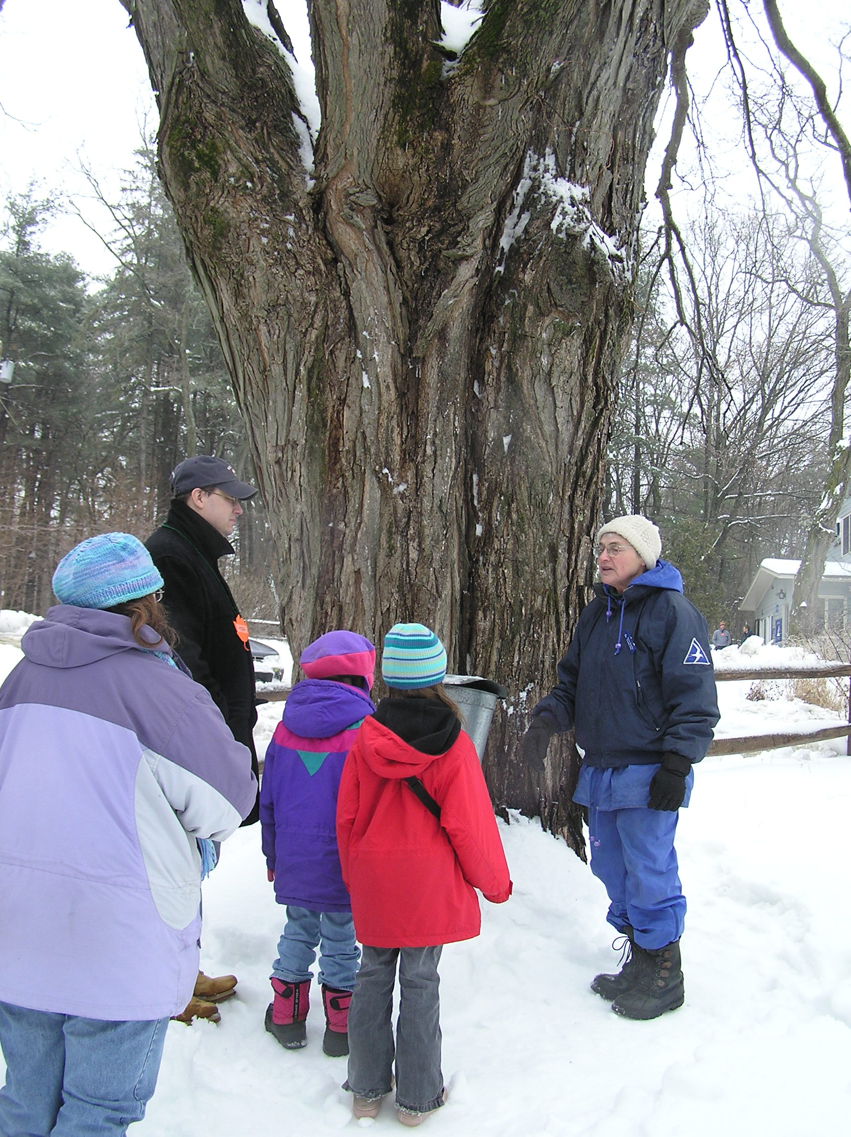 26wedrumlin - Drumlin Farm Teacher Naturalist Eleanor shares information on tapping maple trees with visitors during a nature walk about maple sugaring in New England. (Drumlin Farm Staff)