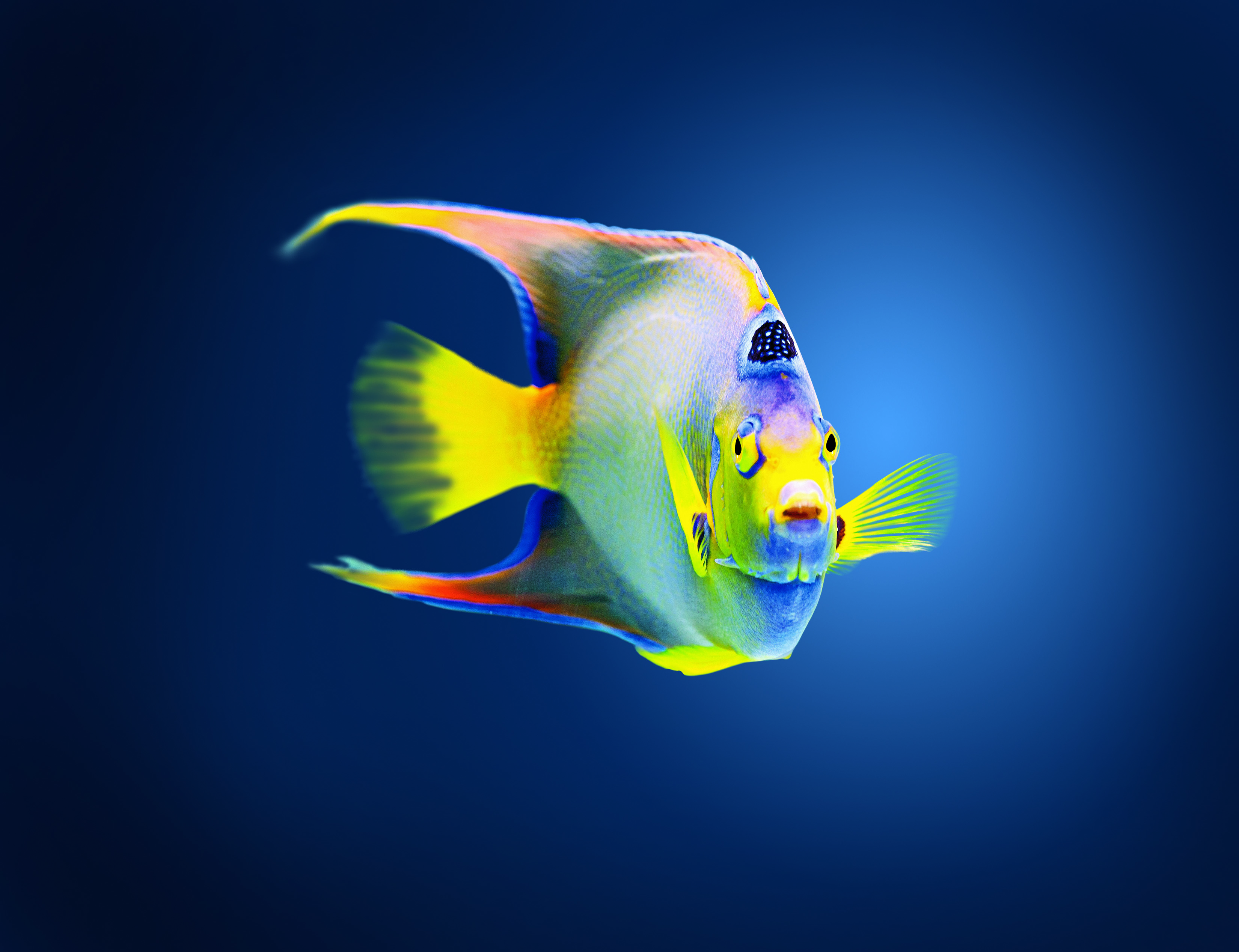 An angelfish.