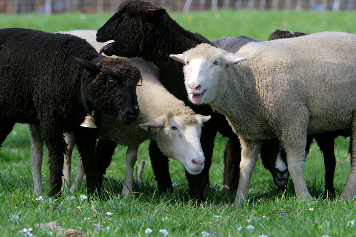 9 sheepshearing festivals in New England - The Boston Globe