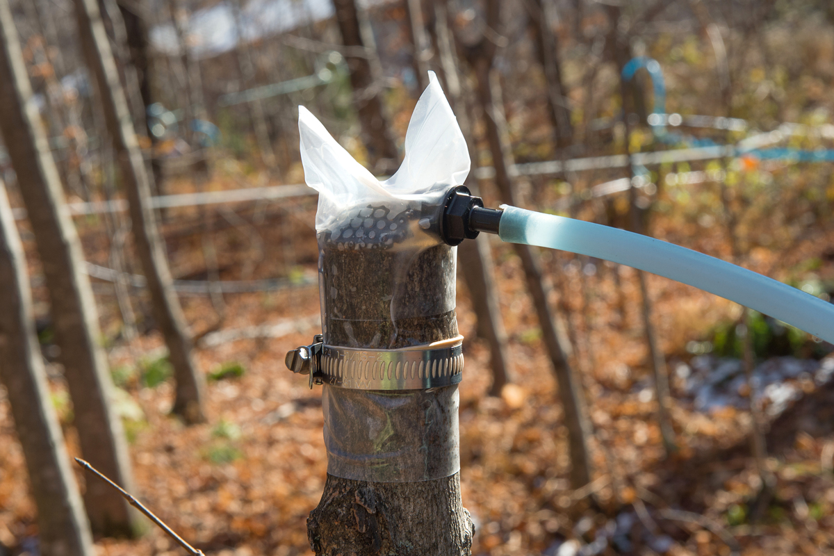 The experimental extraction method involves vacuuming sap from the trunk of a decapitated maple sapling.