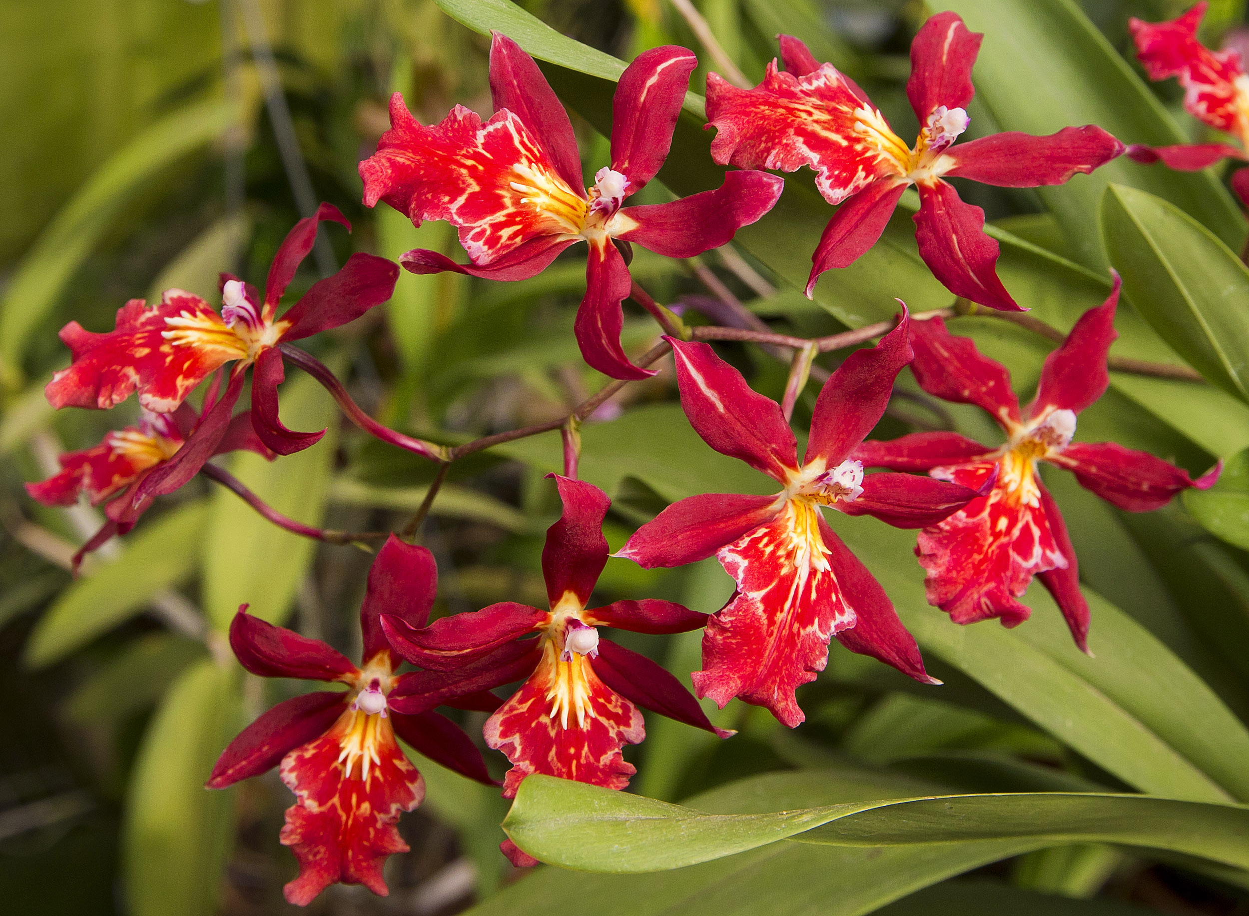 Brandt Moran's Pepperell greenhouse is filled with colorful orchids.