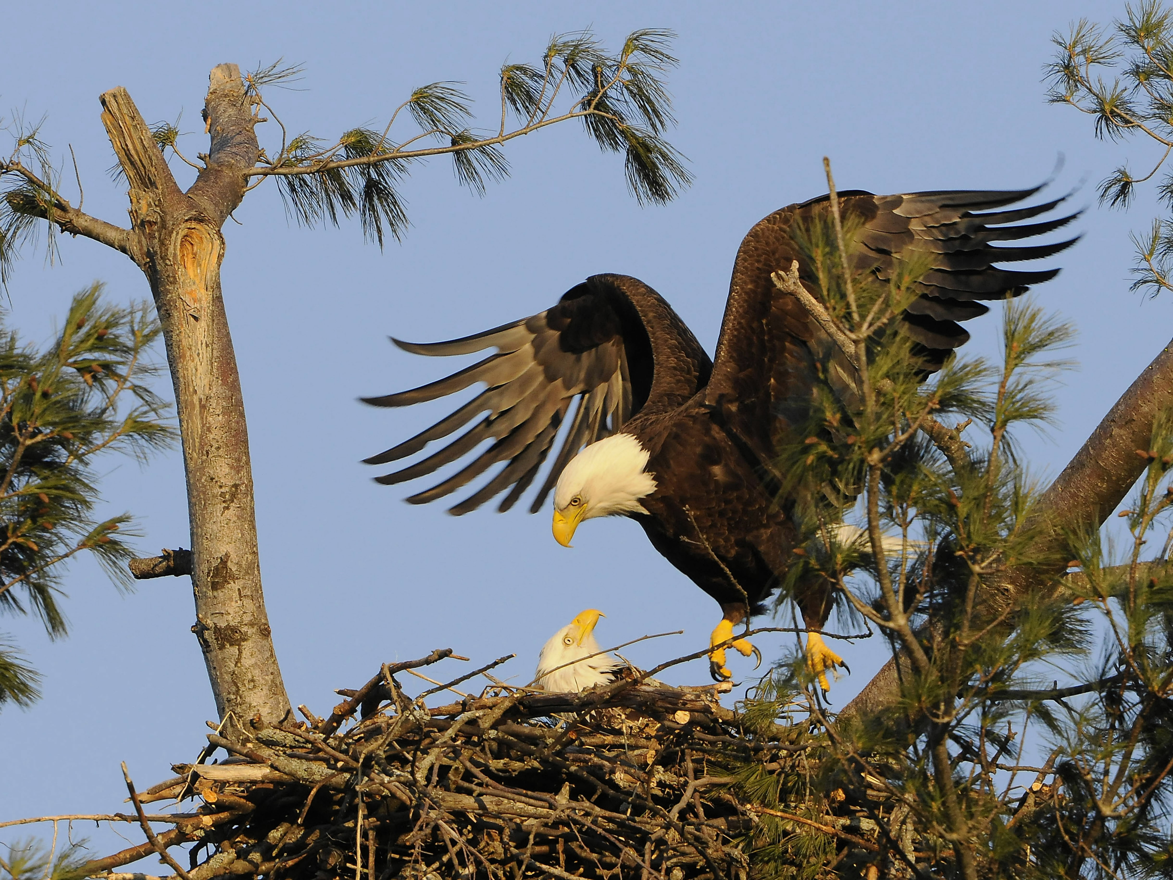 Bald eagle and Eaglet.