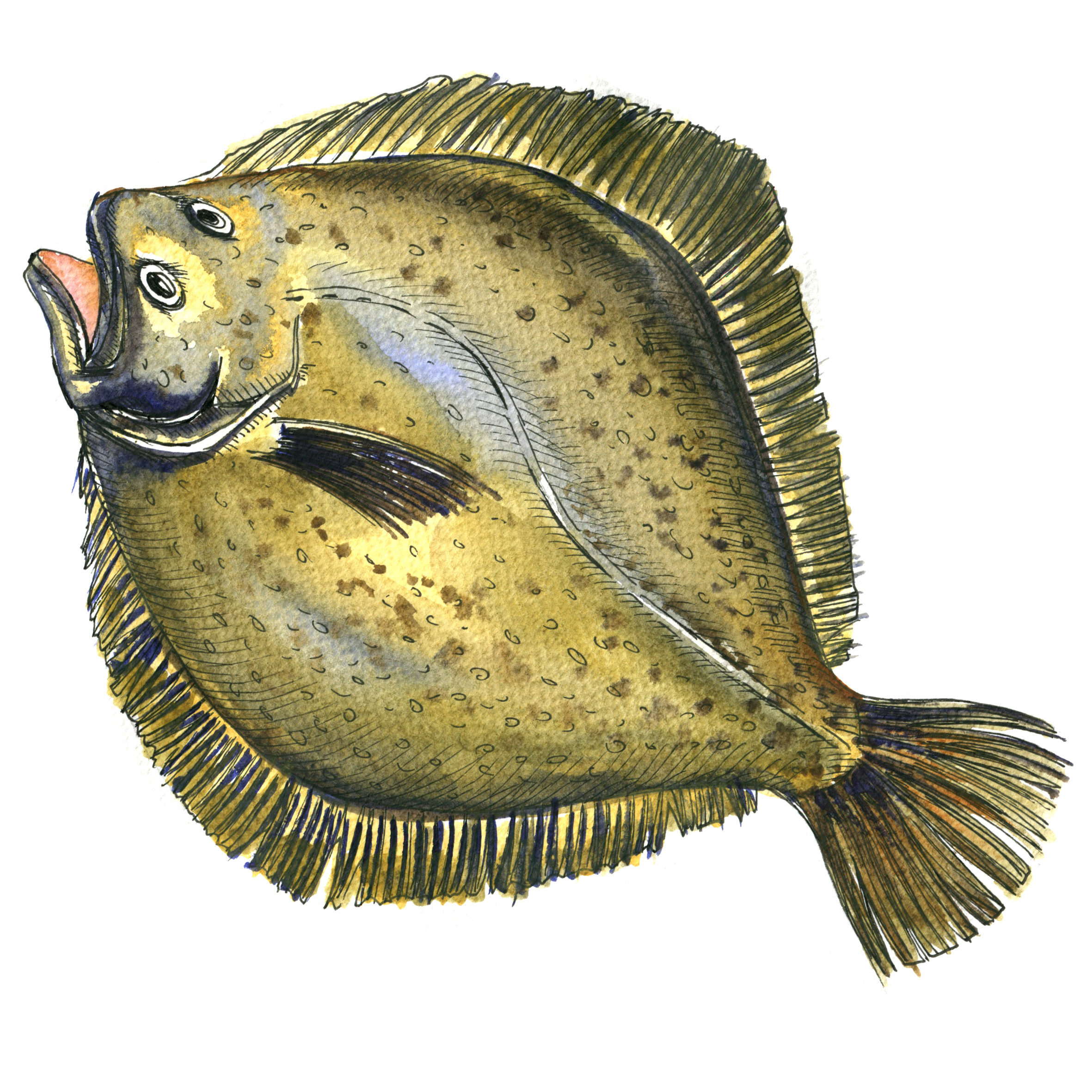 The decline of summer flounder could have a wider impact across the region’s marine ecosystem.