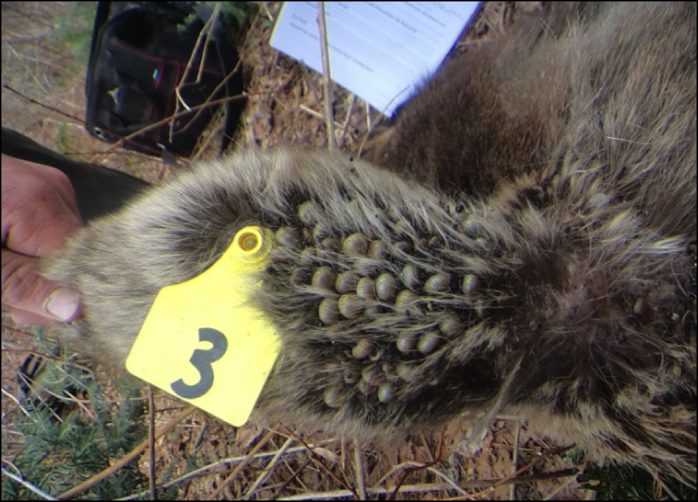 The ear of a deceased calf with engorged female adult ticks.