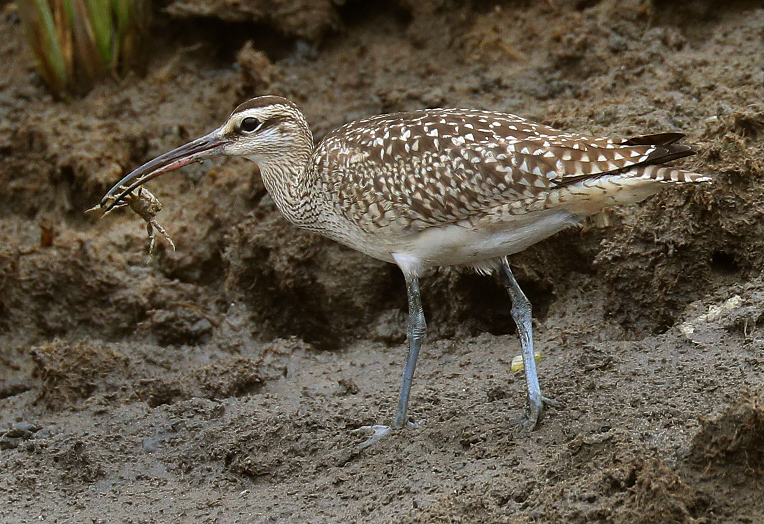 A whimbrel walked with a fiddler crab in its beak.