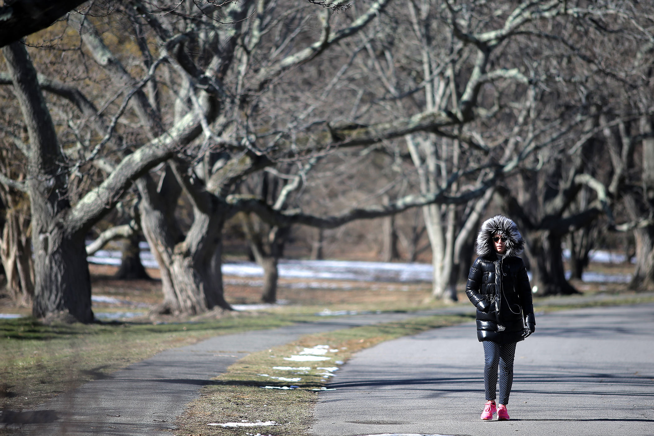 When Amy is in Paris, she’s really at the Arnold Arboretum. . .