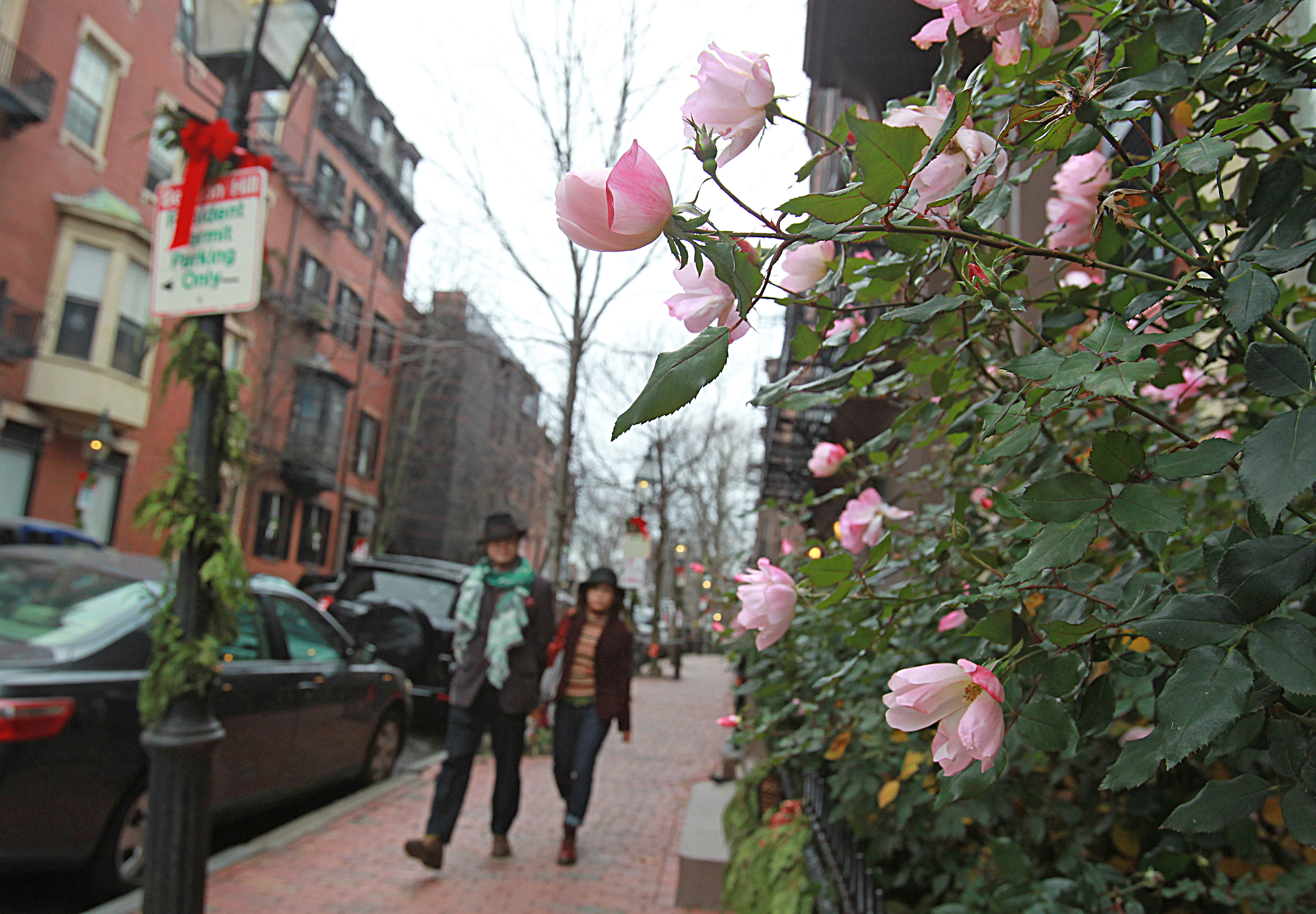 Roses bloomed on Mt. Vernon Street on Beacon Hill.