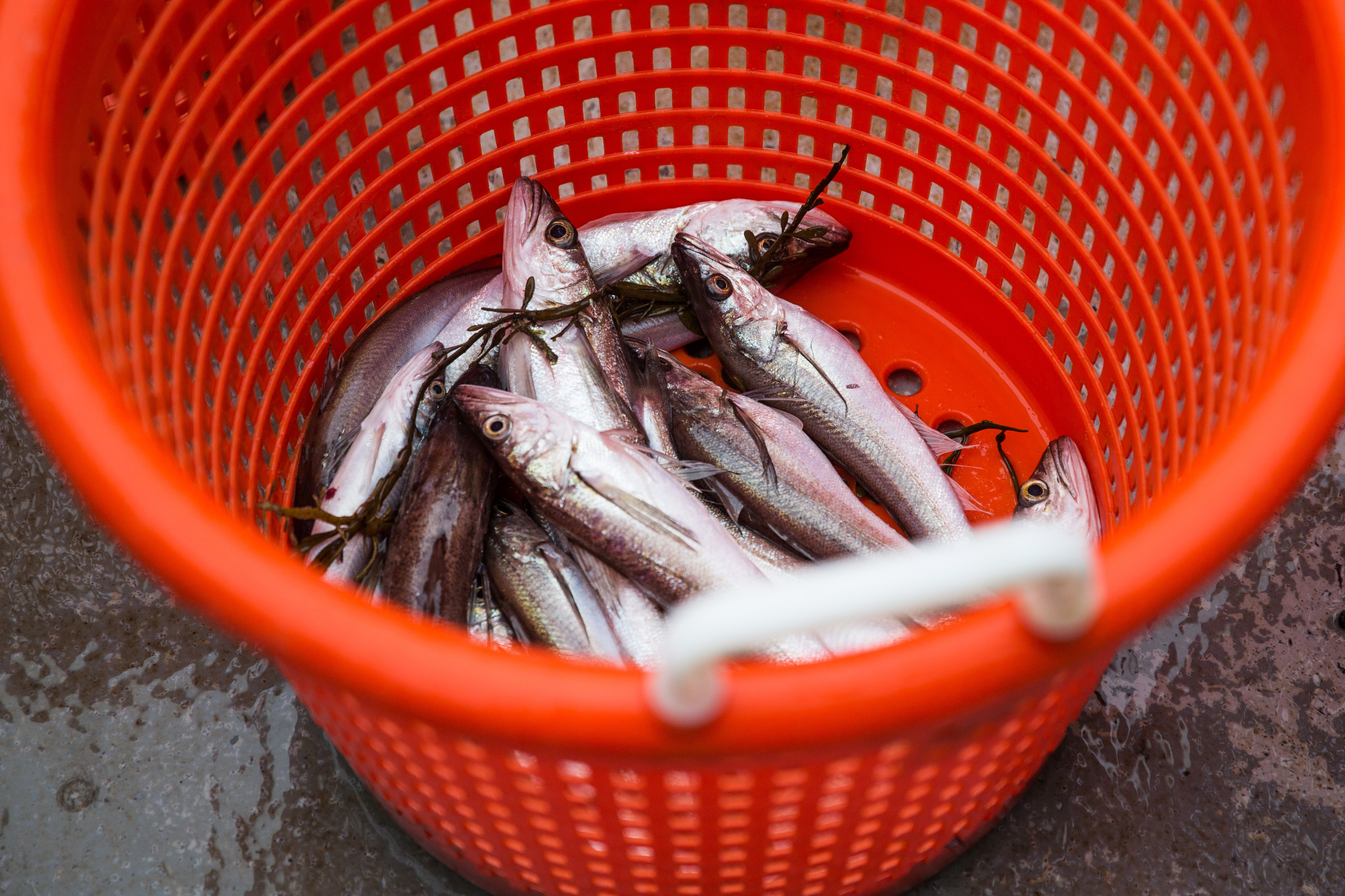 A basket of fish caught on a fishing trip off the coast of Scituate.