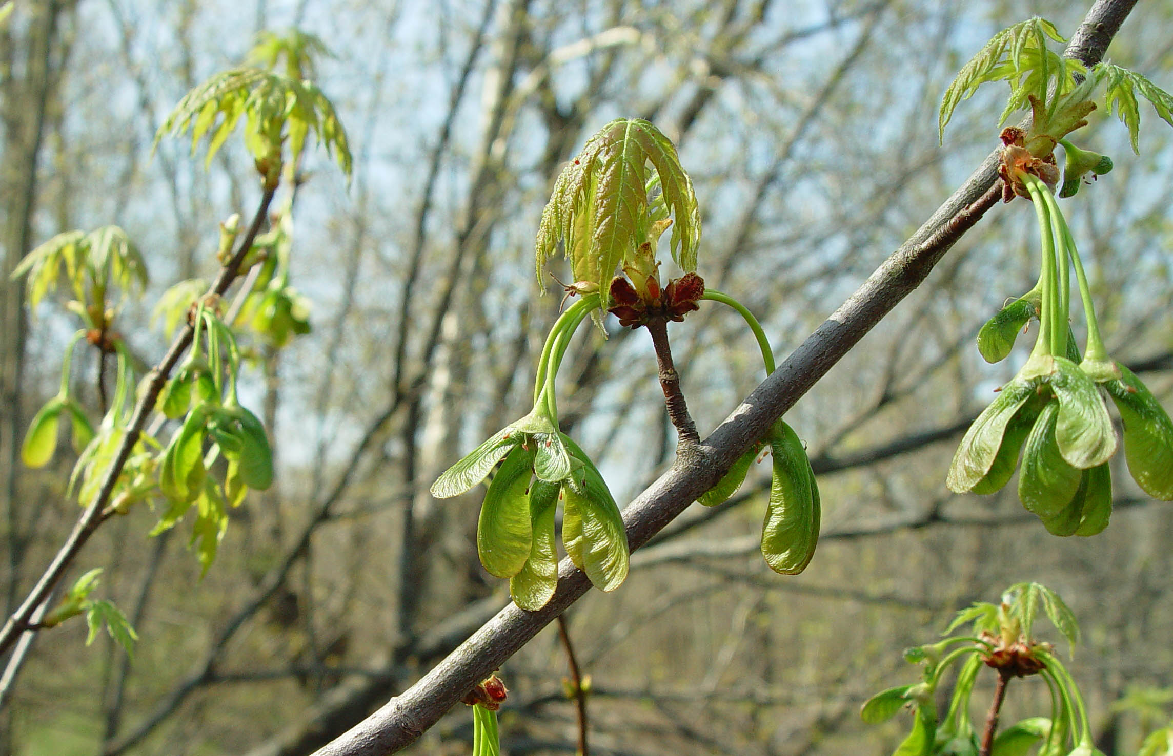 Silver maple.
