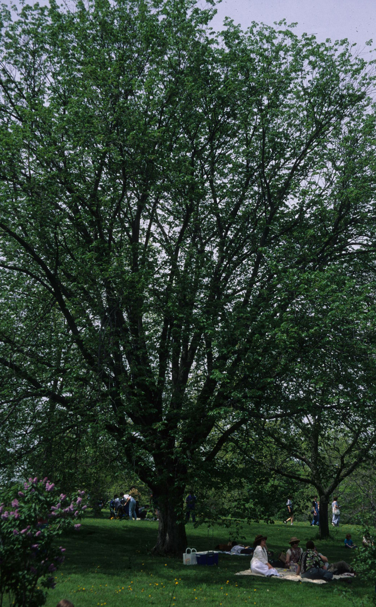A relaxing day at the Arnold Arboretum.