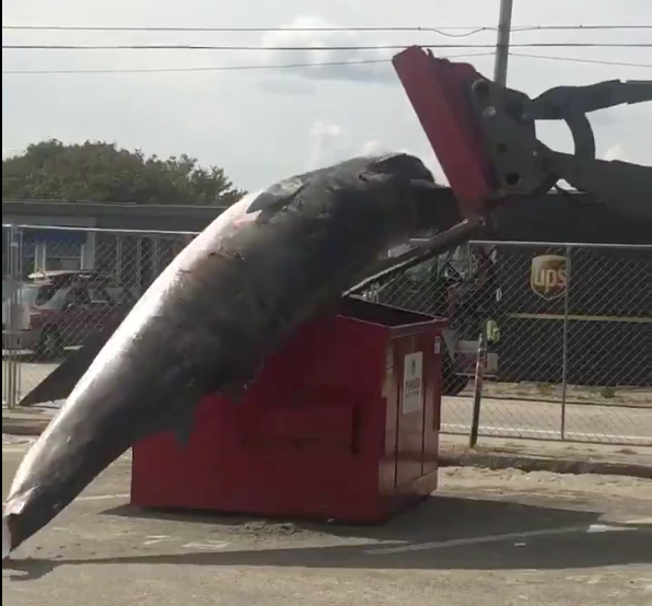 A screenshot of a video of a forklift attempt to put a dead Minke whale into a Dumpster.