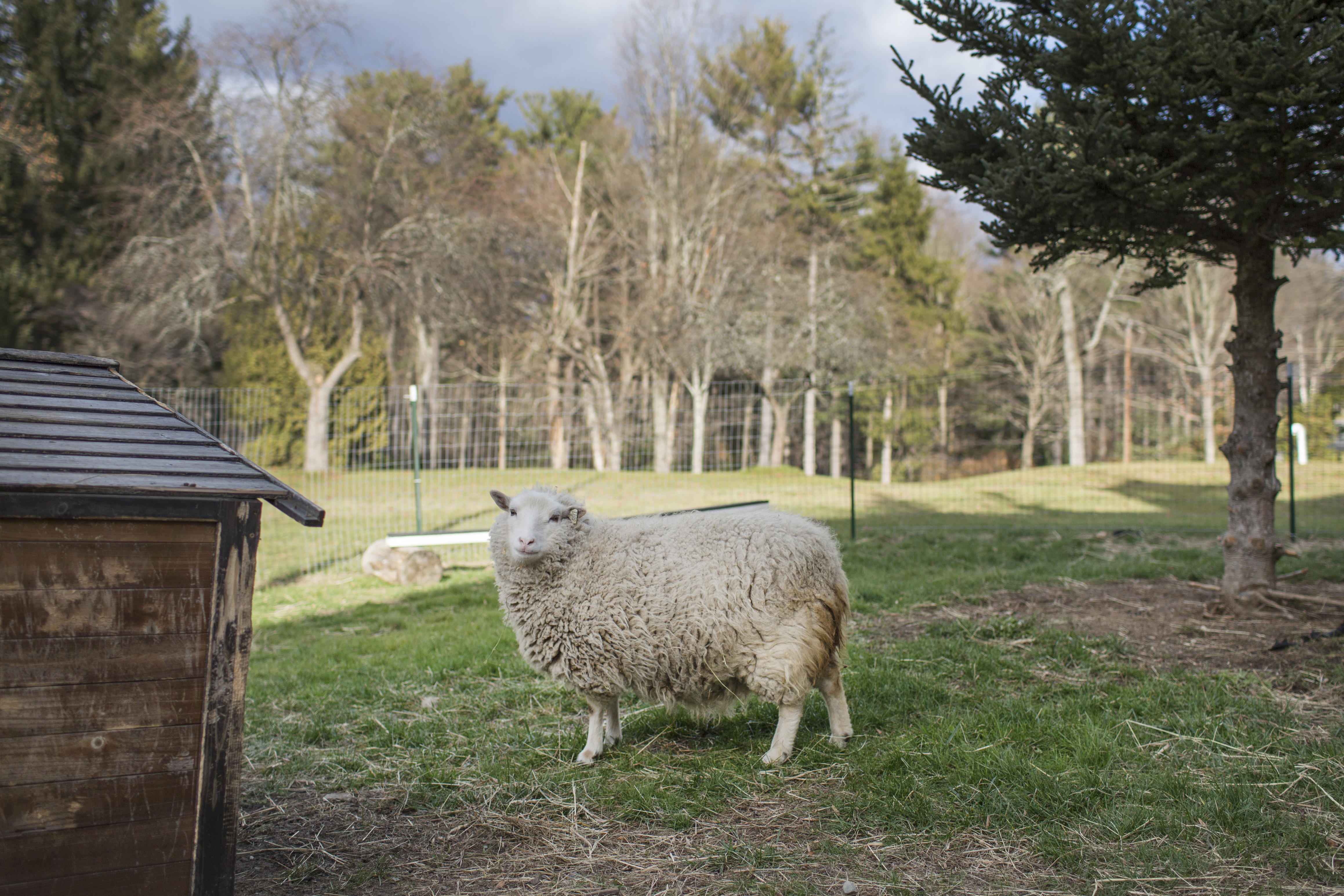A sheep at Luina Greine Farm.