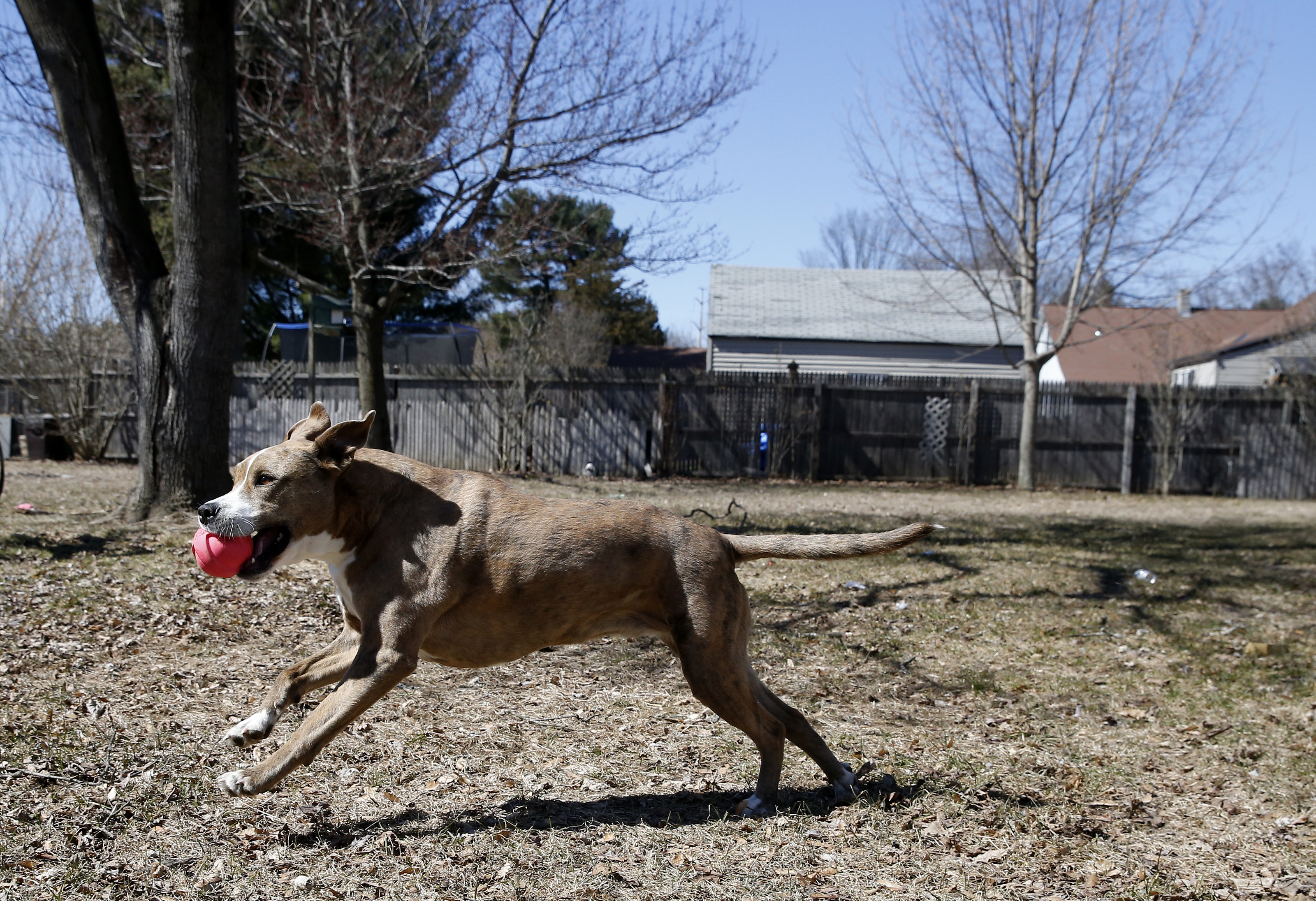 Dixie played in the yard of Charlie Gallacher’s house in Western Massachusetts.