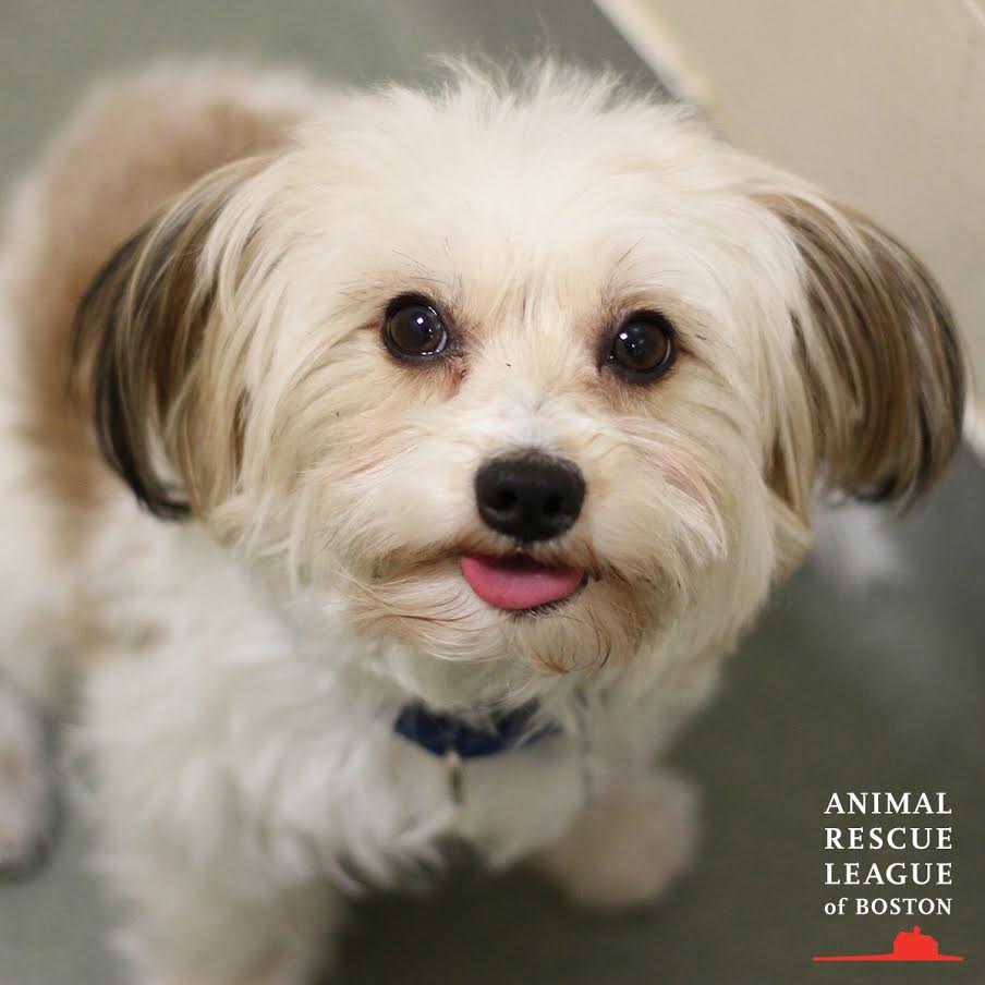 Phil was adopted on Thursday from the Animal Rescue League.
