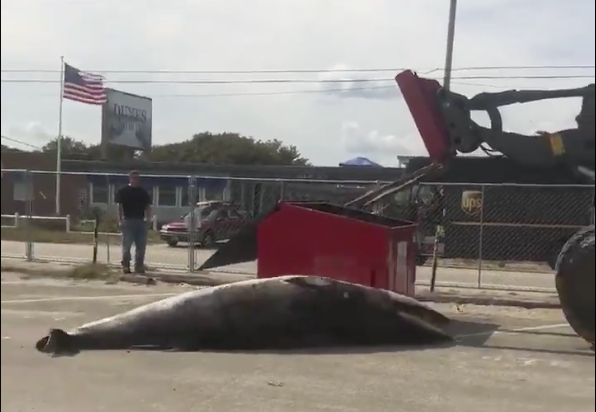 The whale washed up on a beach in New Hampshire Monday.