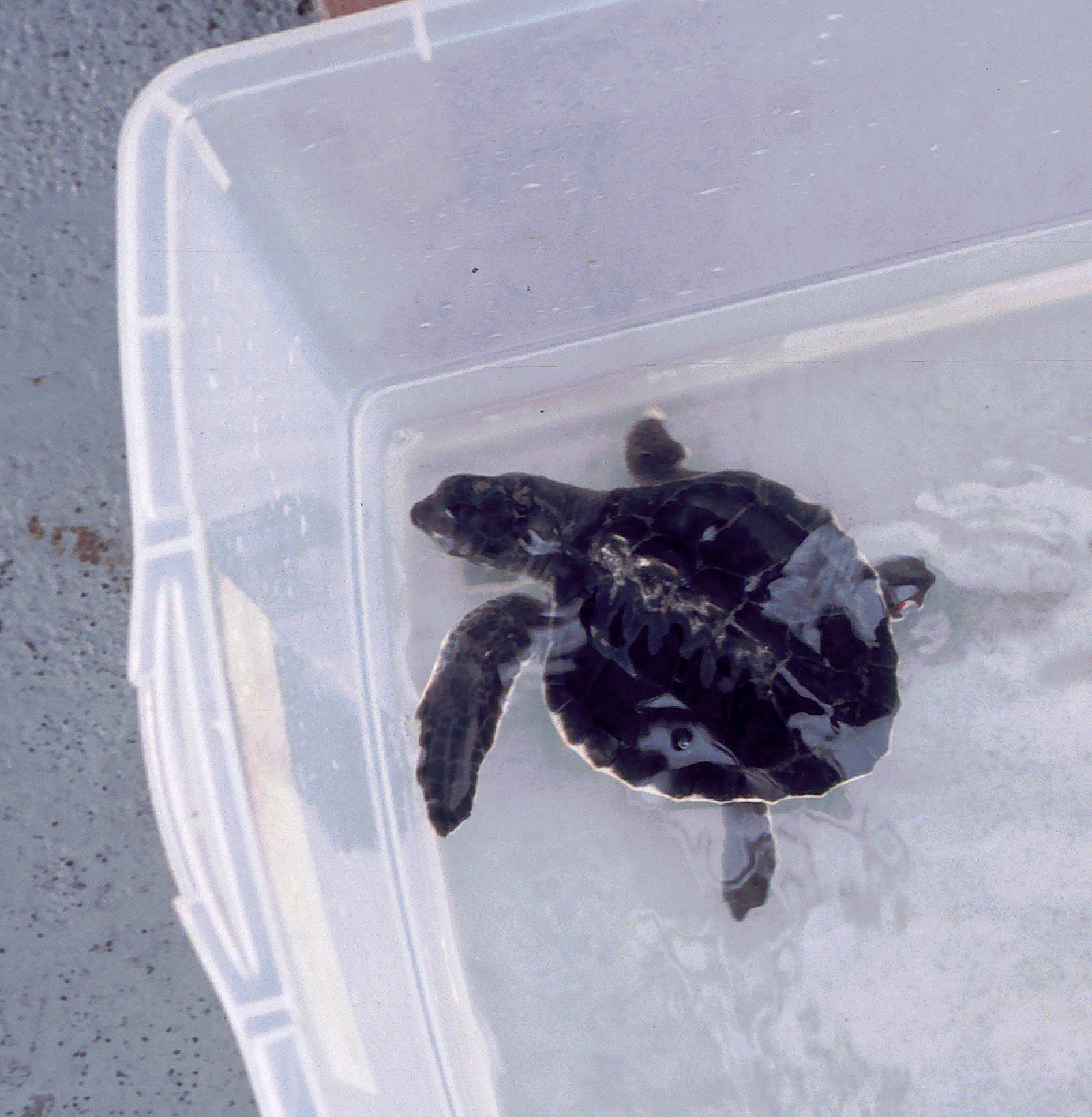 Lola in 2002, barely more than a hatchling, after one of two rescues off Mustang Island, Texas.