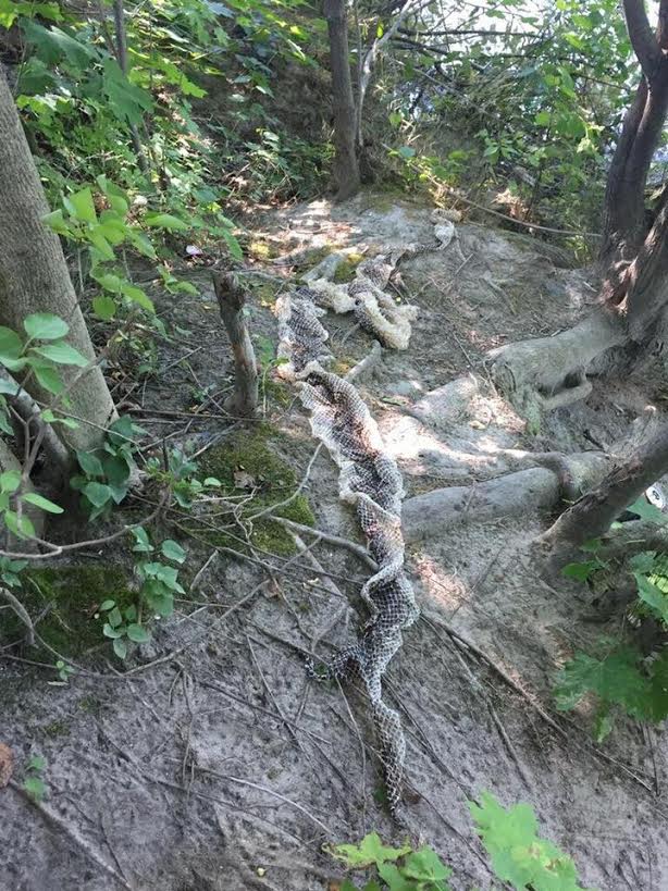 The skin of an unidentified species of snake, roughly 10 feet long, was found near the boat launch at Riverbank Park.