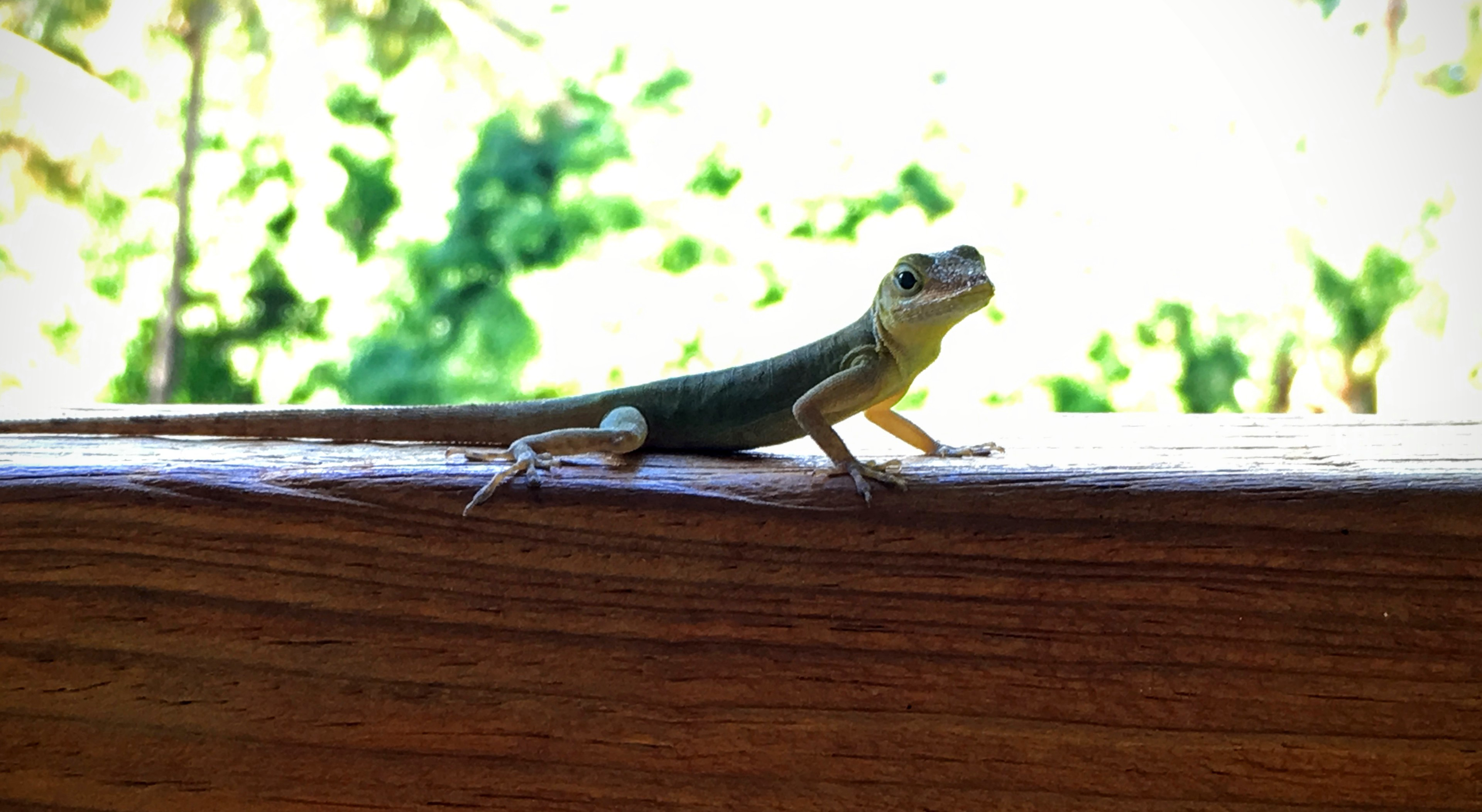 A lizard checked out the scene at a café in Jardin botanique de Deshaies.