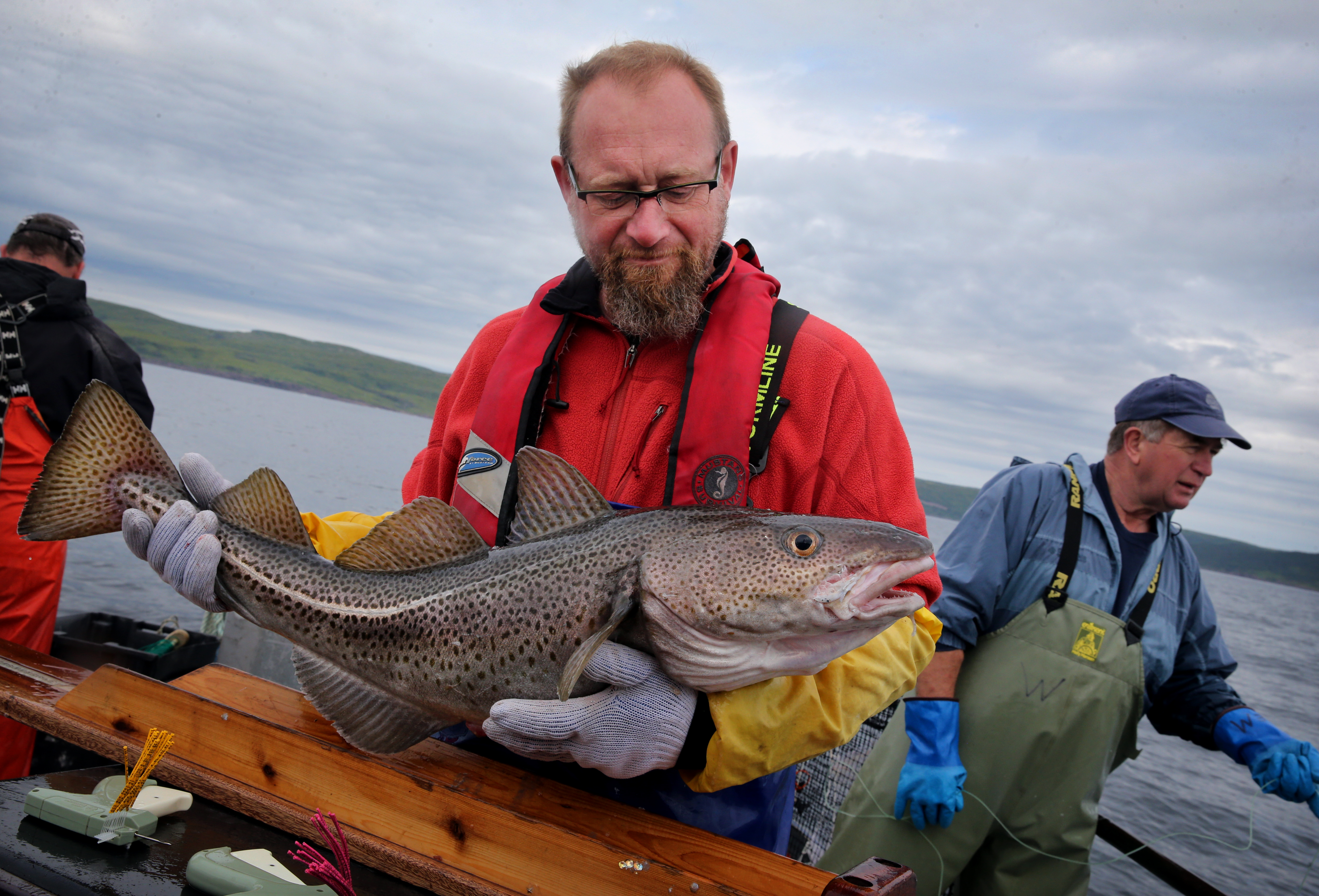 Dwayne Pittman, a researcher with Canada’s Department of Fisheries and Oceans, was impressed with the size of a cod while tagging the fish in Motion Bay.