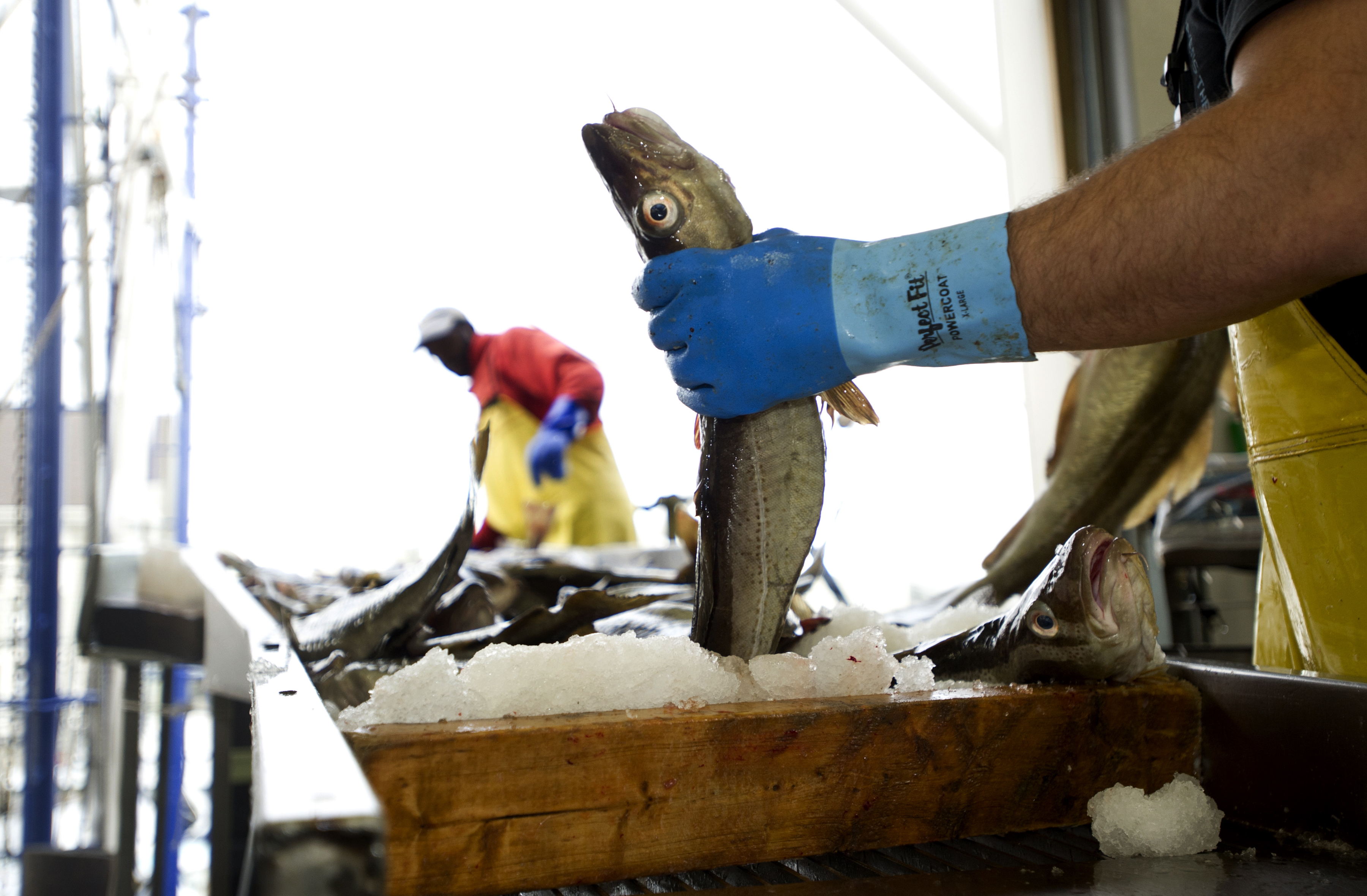 A fisherman sorted freshly caught cod at a fish off-loading facility in Gloucester.